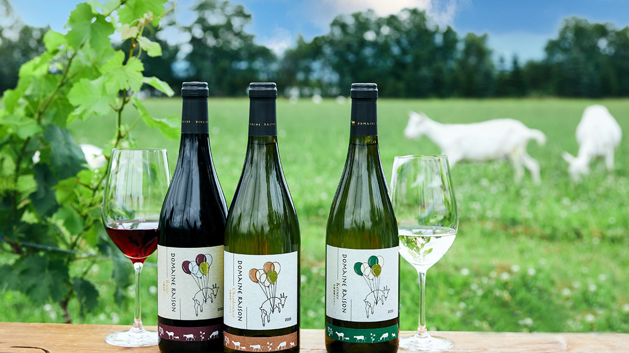 Winery_Domaine Raison