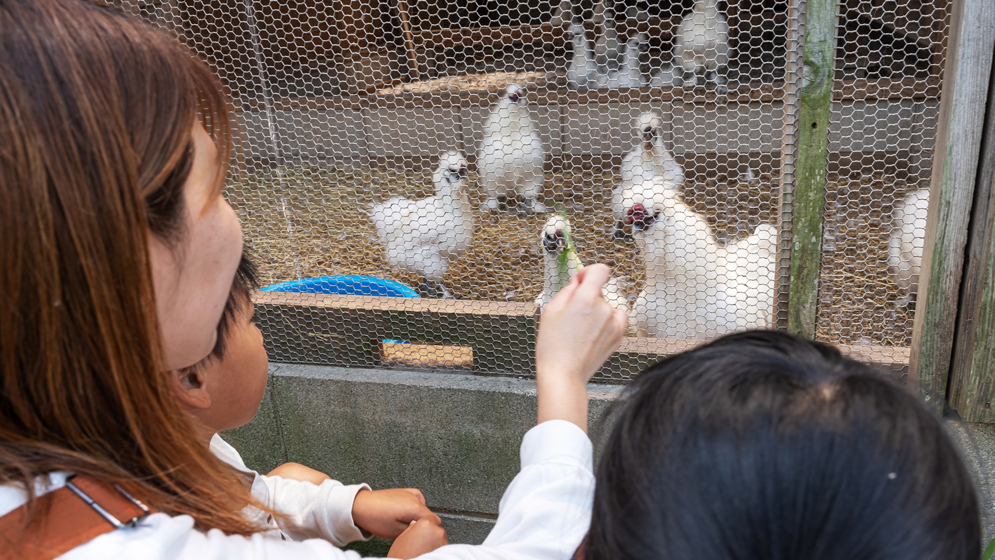 [Ayam] Di kandang ayam, Anda bisa menikmati interaksi dengan alam, seperti mencoba menangkap telur.