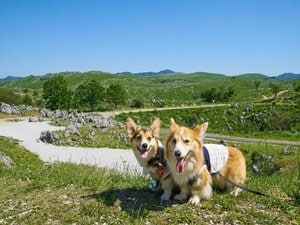 Hãy dành thời gian thư giãn ở Izu Kogen, đắm mình trong vẻ đẹp của thiên nhiên mùa hè cùng chú chó cưng của bạn.
