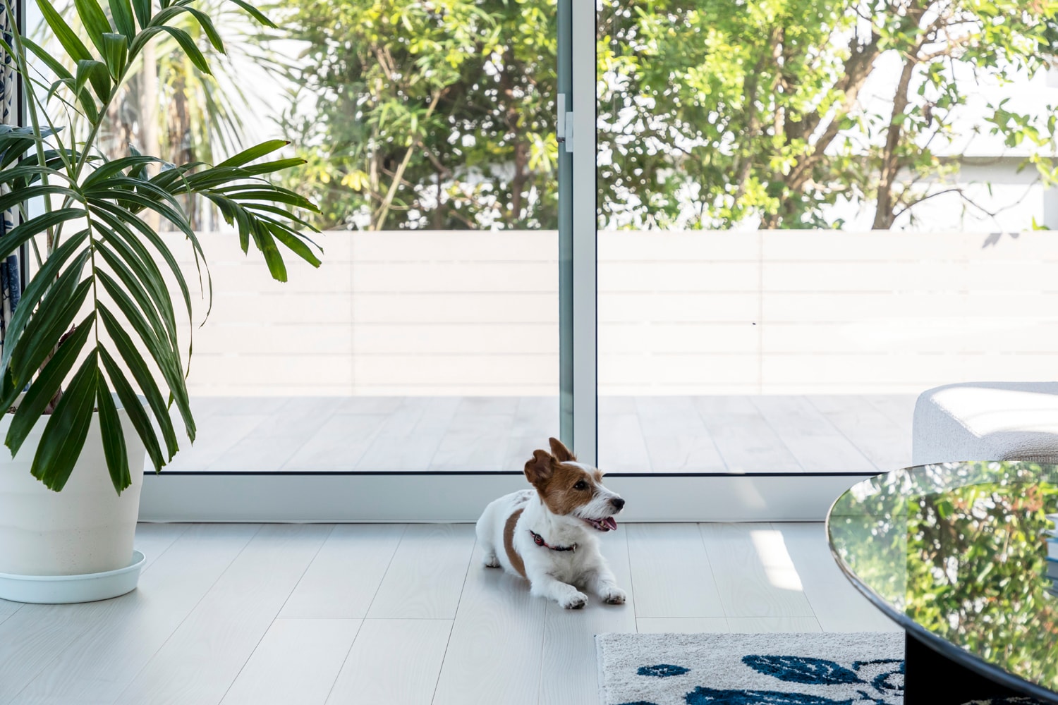 Enjoy your vacation with your dog!