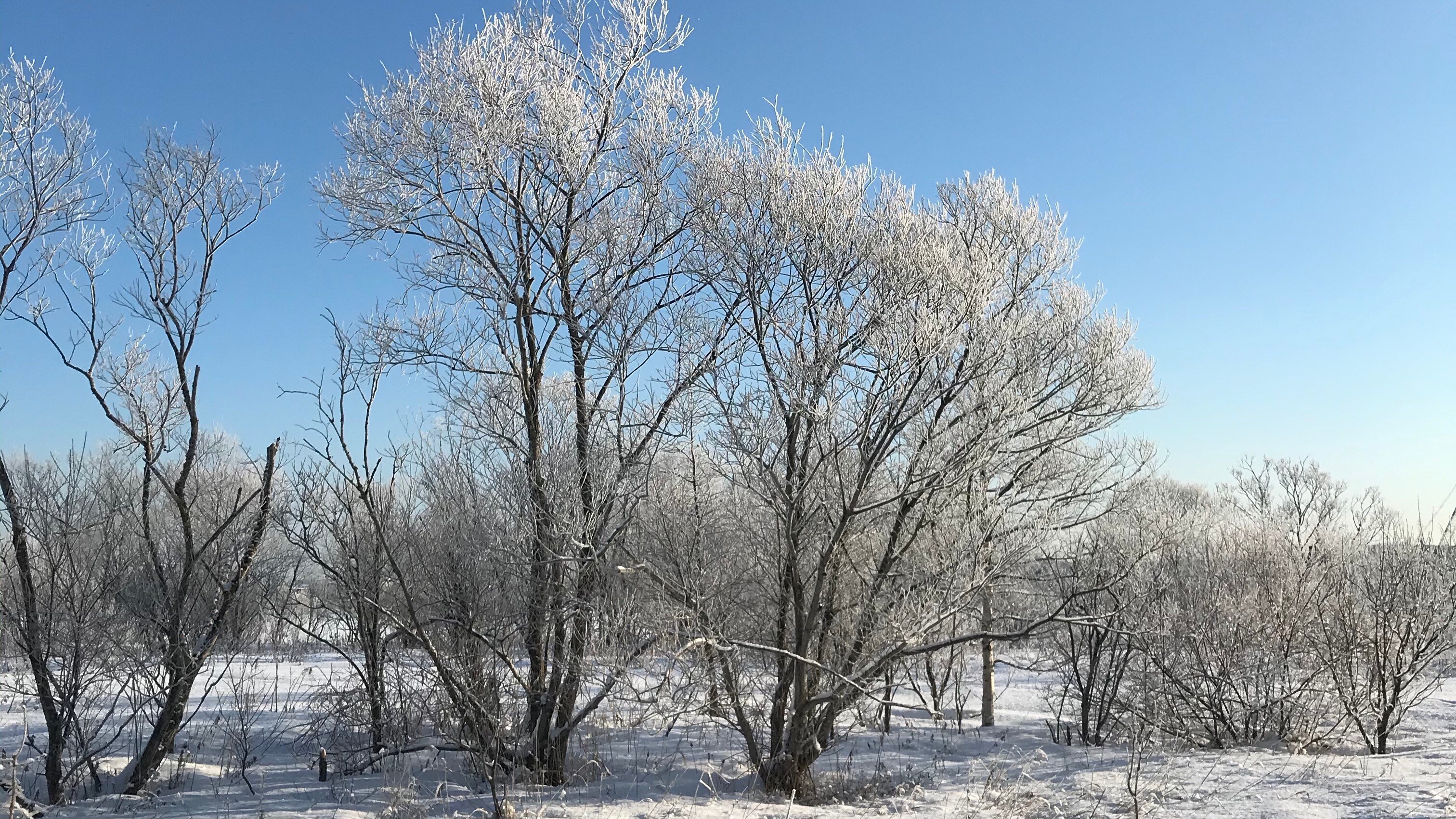 ฟุยุกิ 169