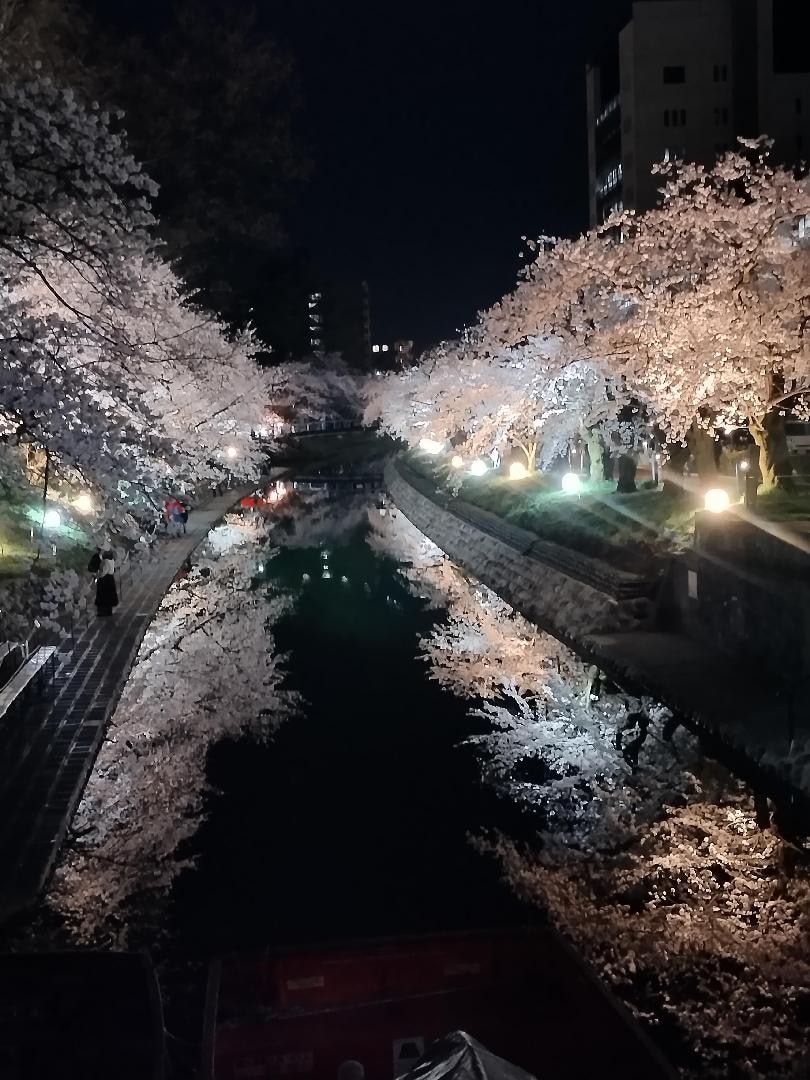 夜桜.jpg
