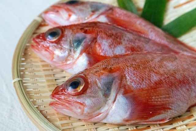 黑喉海鲈