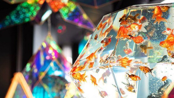 [Sorakin] A space reminiscent of a kaleidoscope, featuring goldfish and mirrors