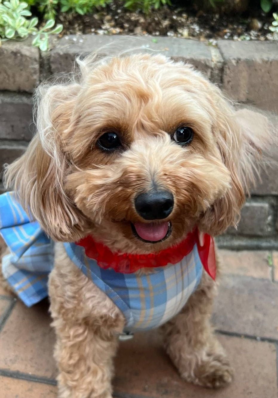 Con chó của tôi