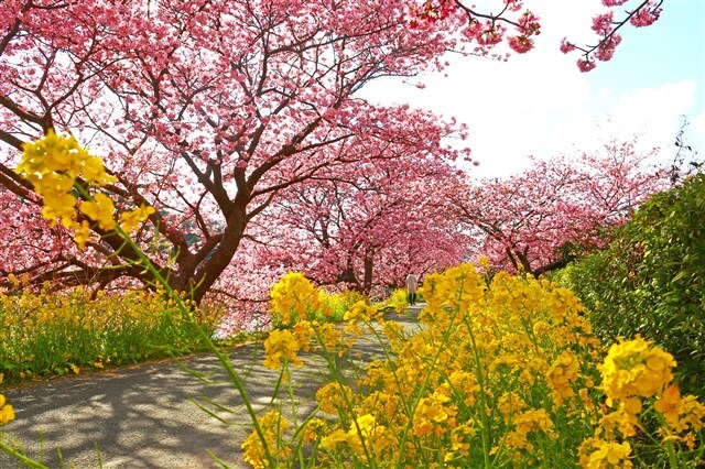 Southern Cherry Blossoms in February