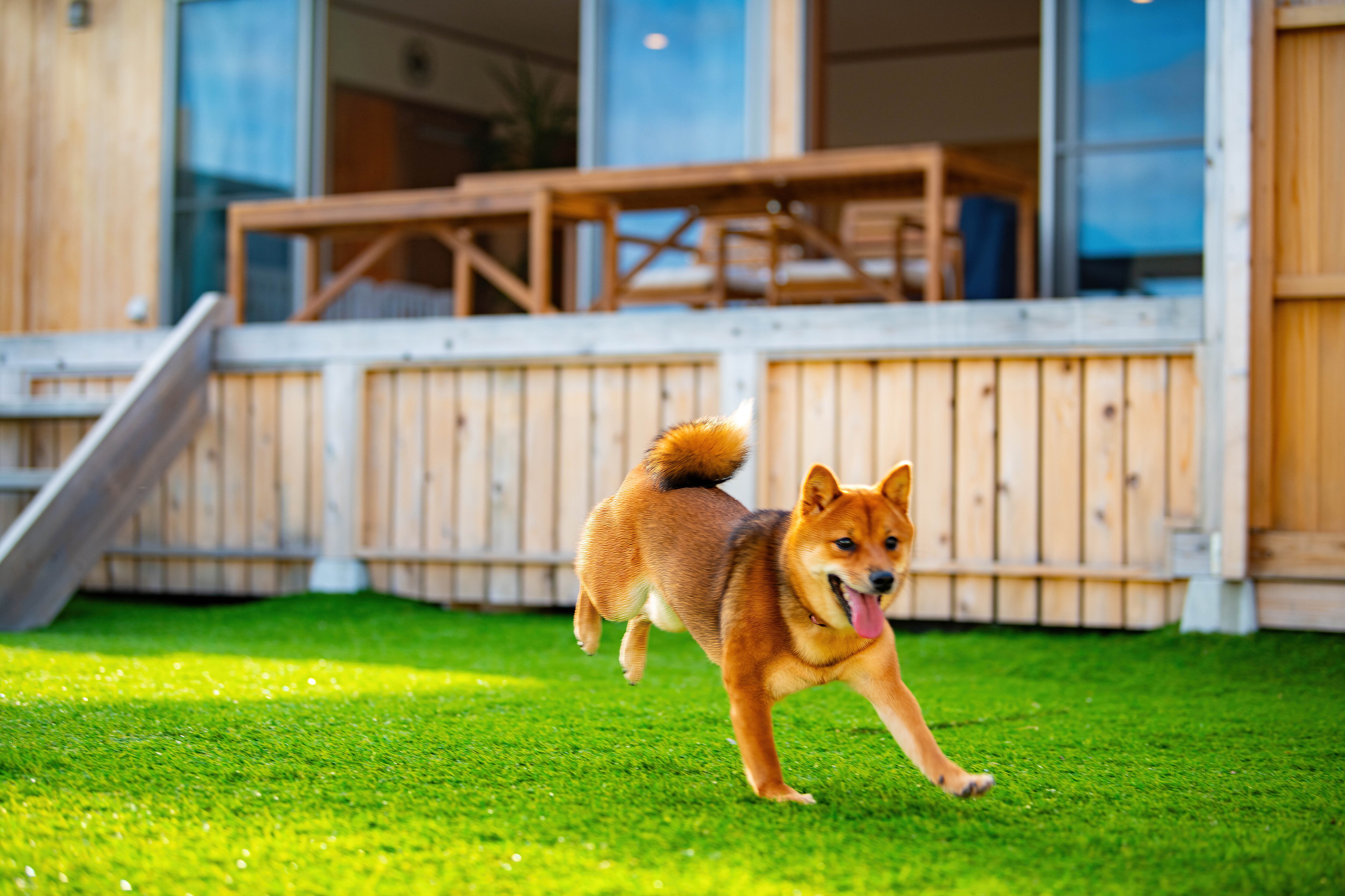 Tempat lari anjing pribadi