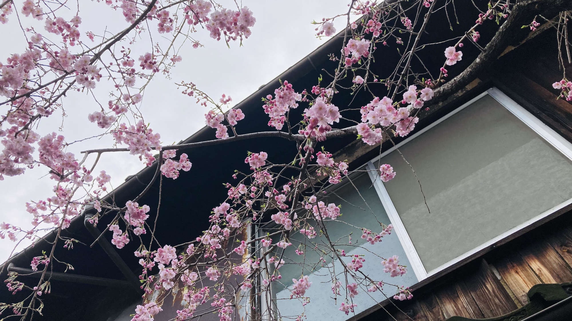 ・[外观] 春天，樱花盛开，京都独特的风景让人心旷神怡。