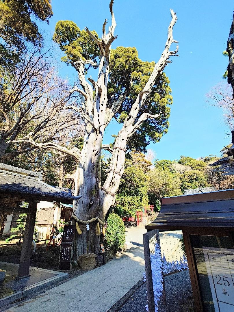 20260111 白濱神社御神木薬師の栢槙.JPG