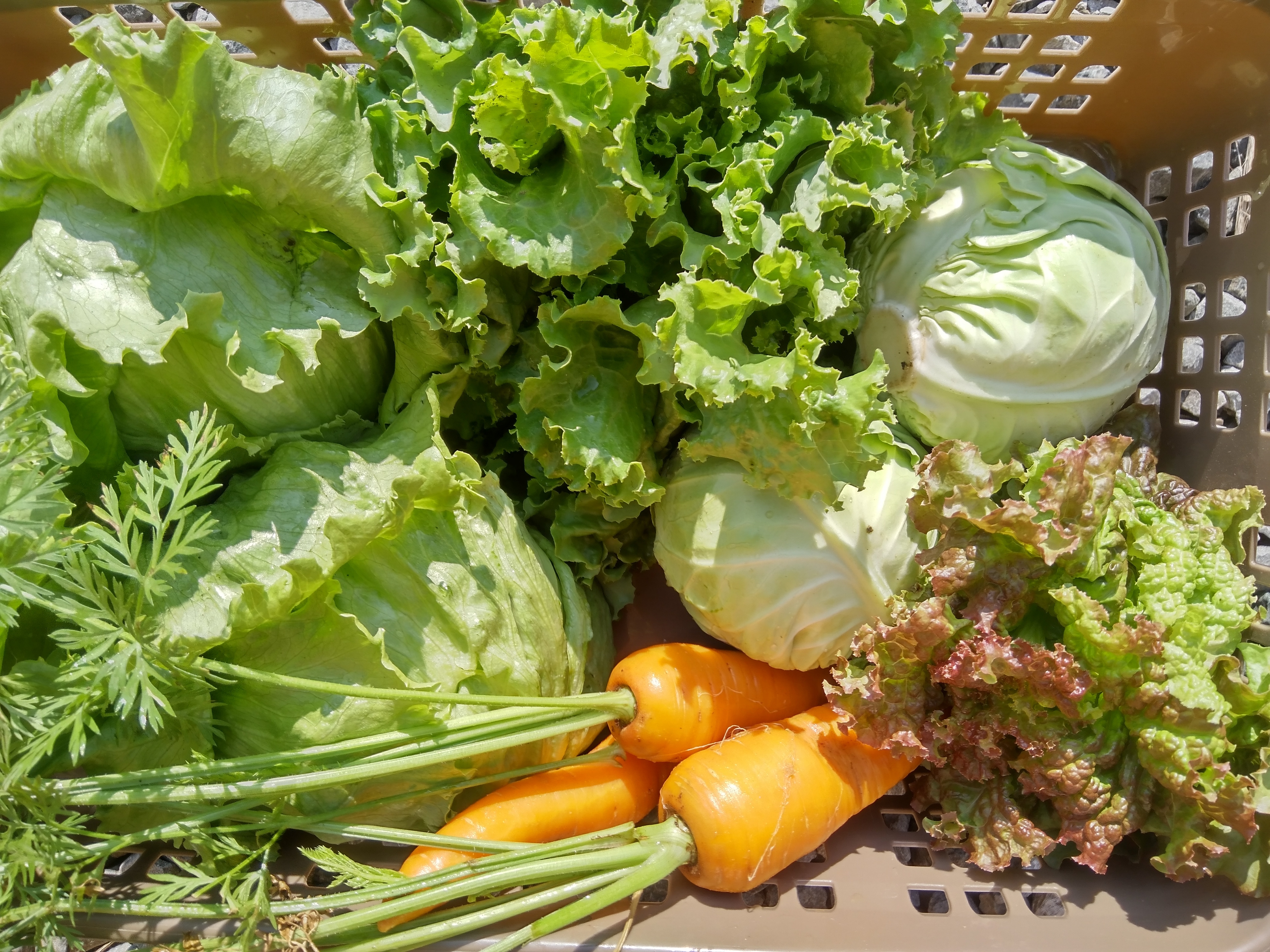 Sayuran segar yang baru dipetik dari Tada Farm