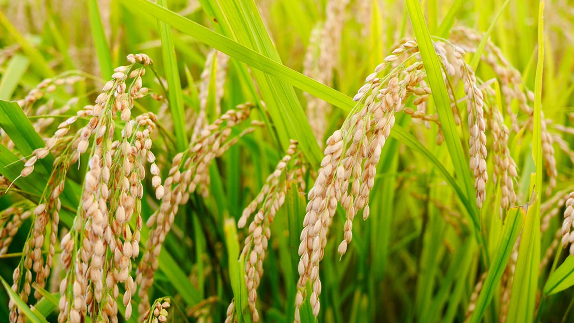 * 饭山的自制越光 / 饭山的越光，以“质量堪比鱼沼”而闻名。有大量鲜味的米饭