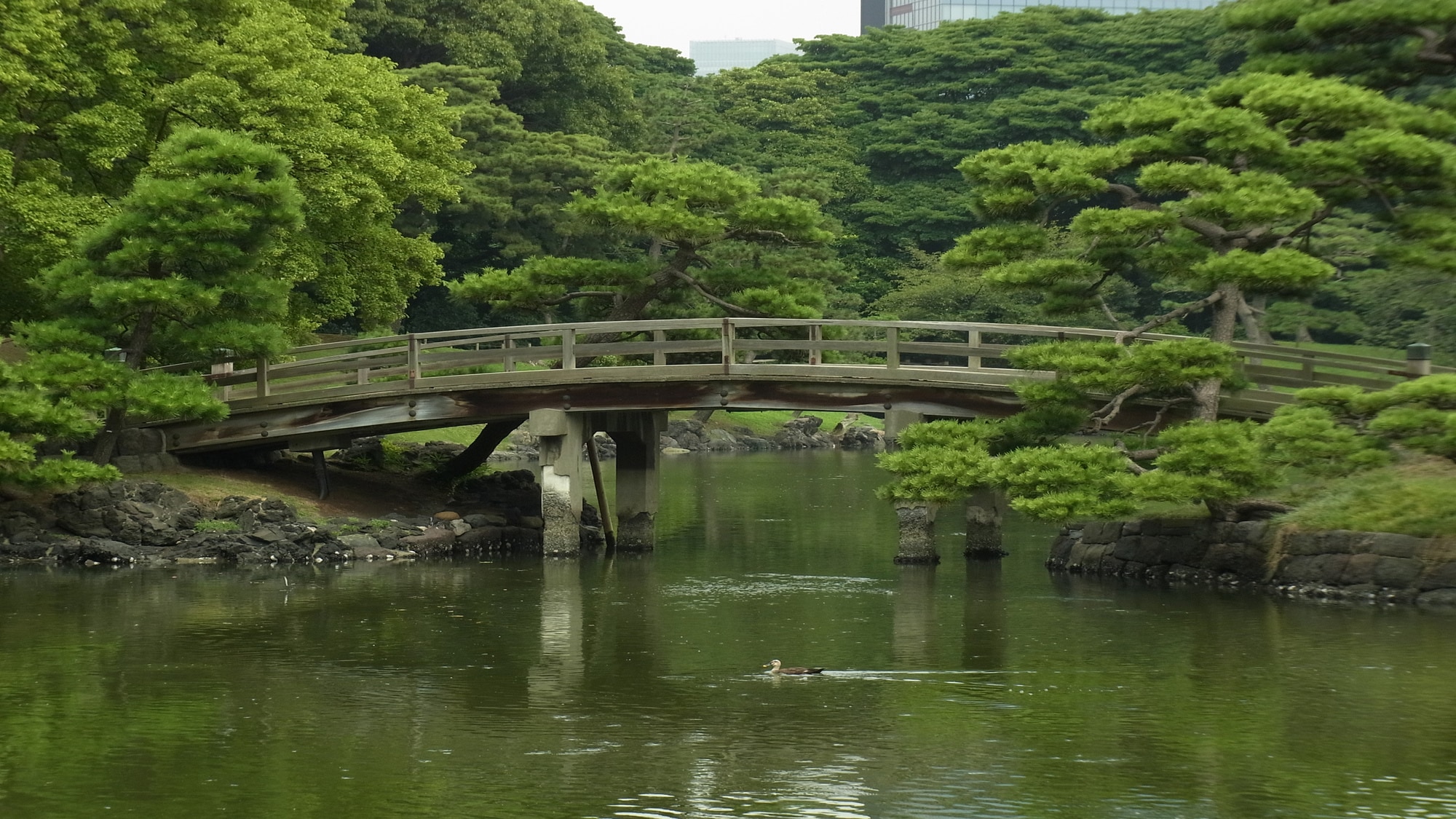 [Nearby attractions] Hamarikyu Gardens