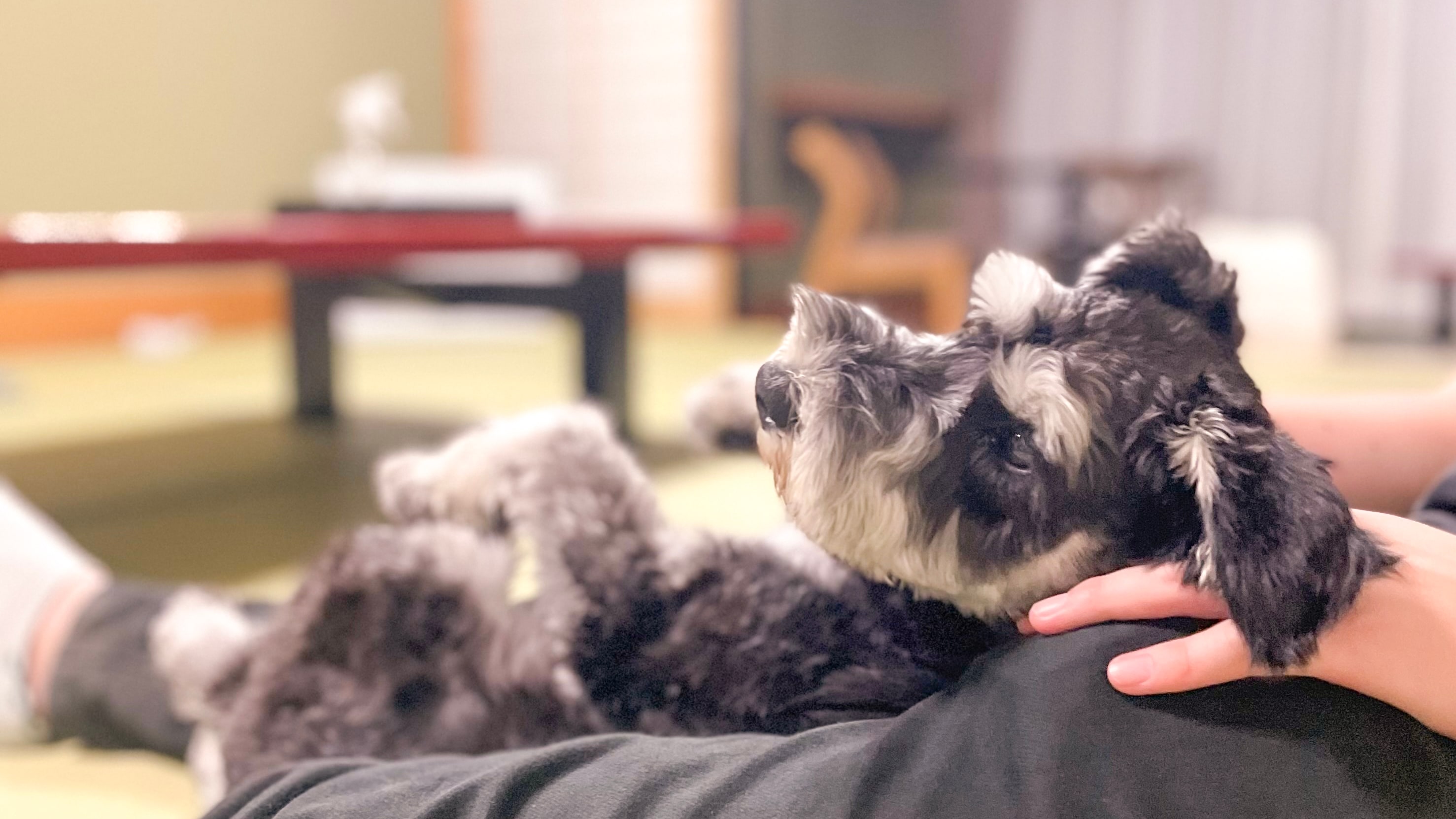 *[Staying with your dog] Your dog or cat can relax in the room.