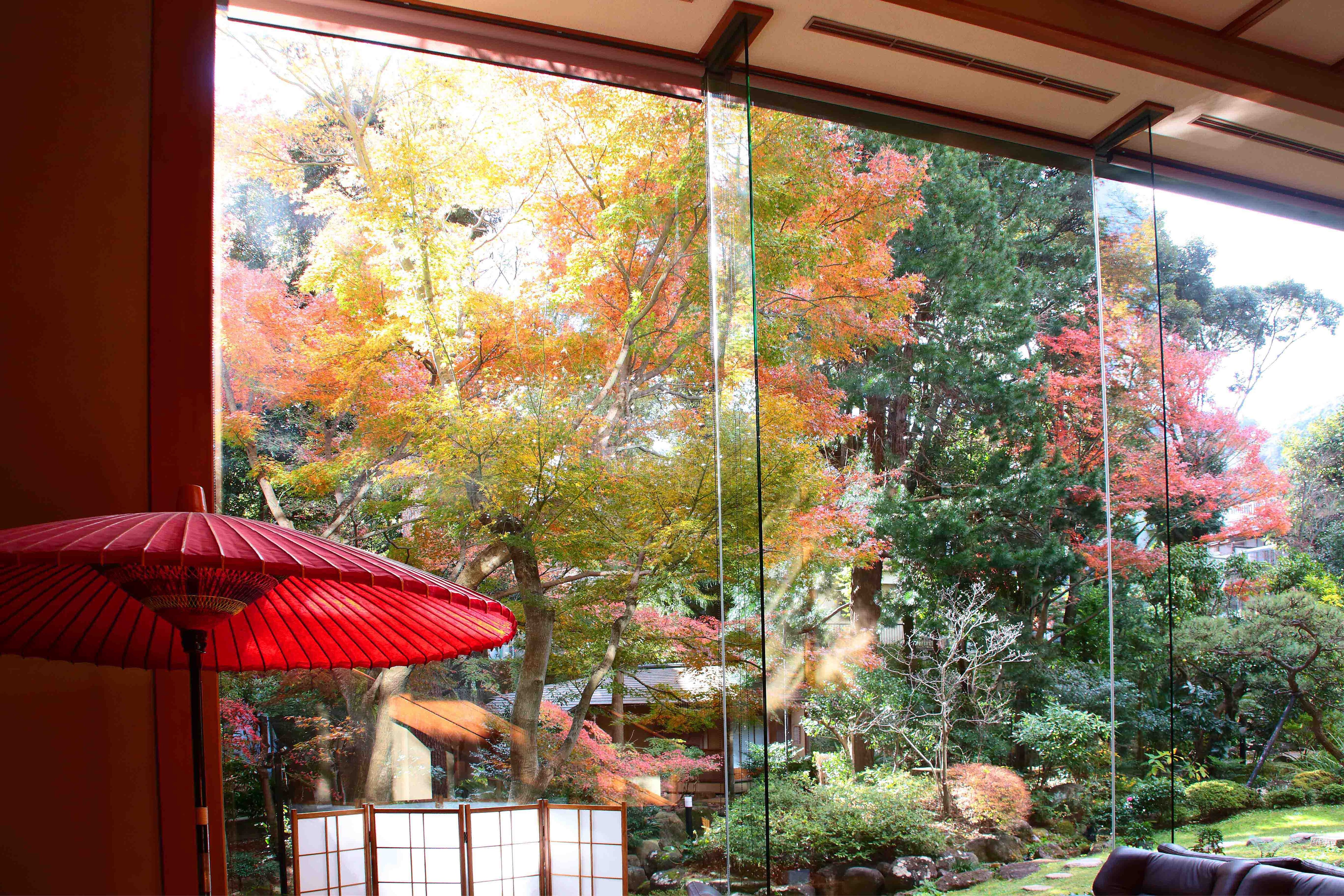 Autumn leaves seen from the lobby