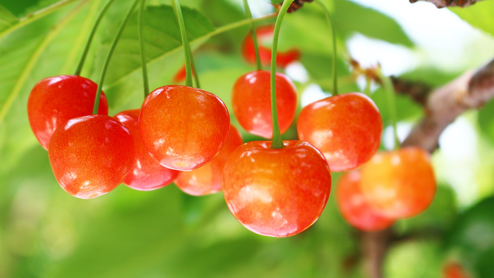 Yamagata's specialty fruit "cherries"