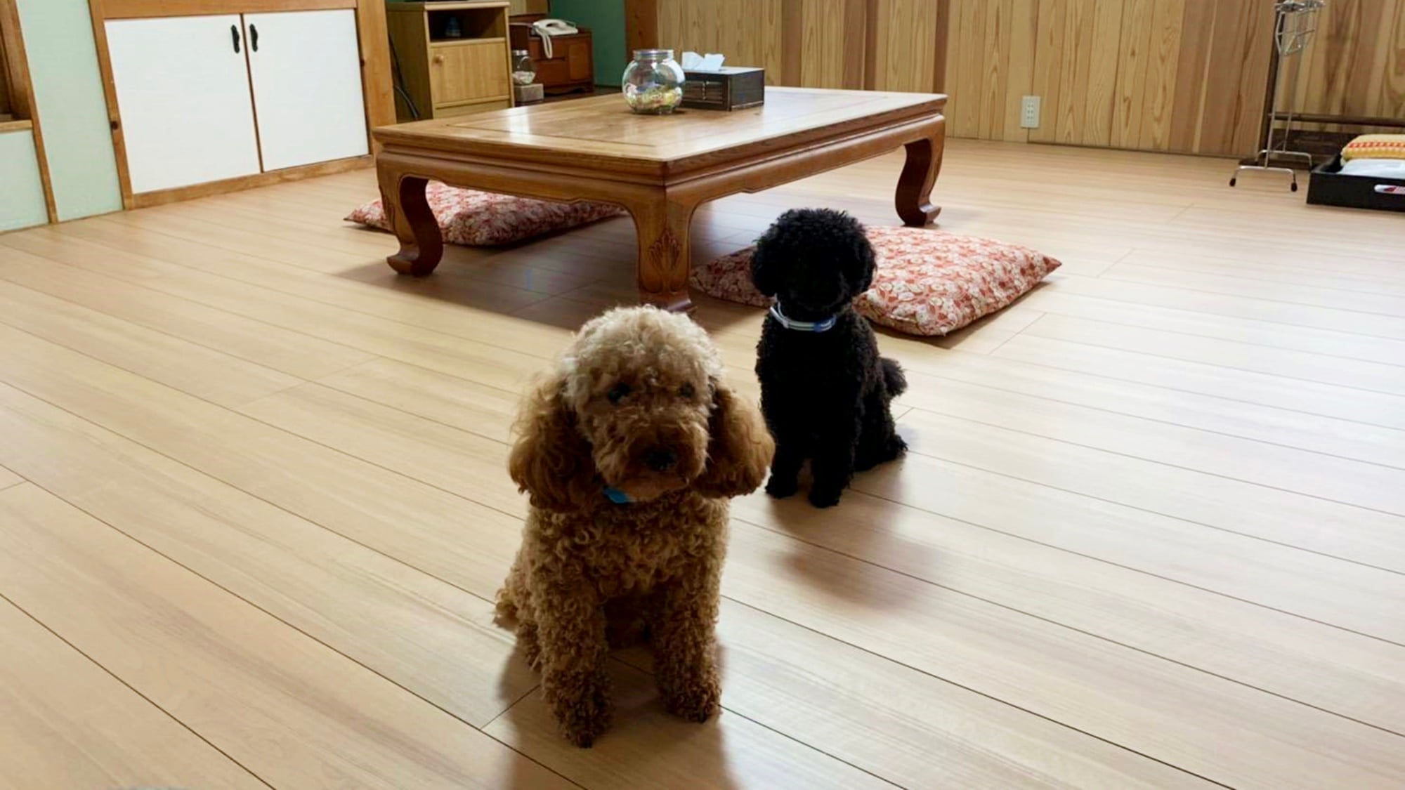 *Rooms where you can stay with your dog