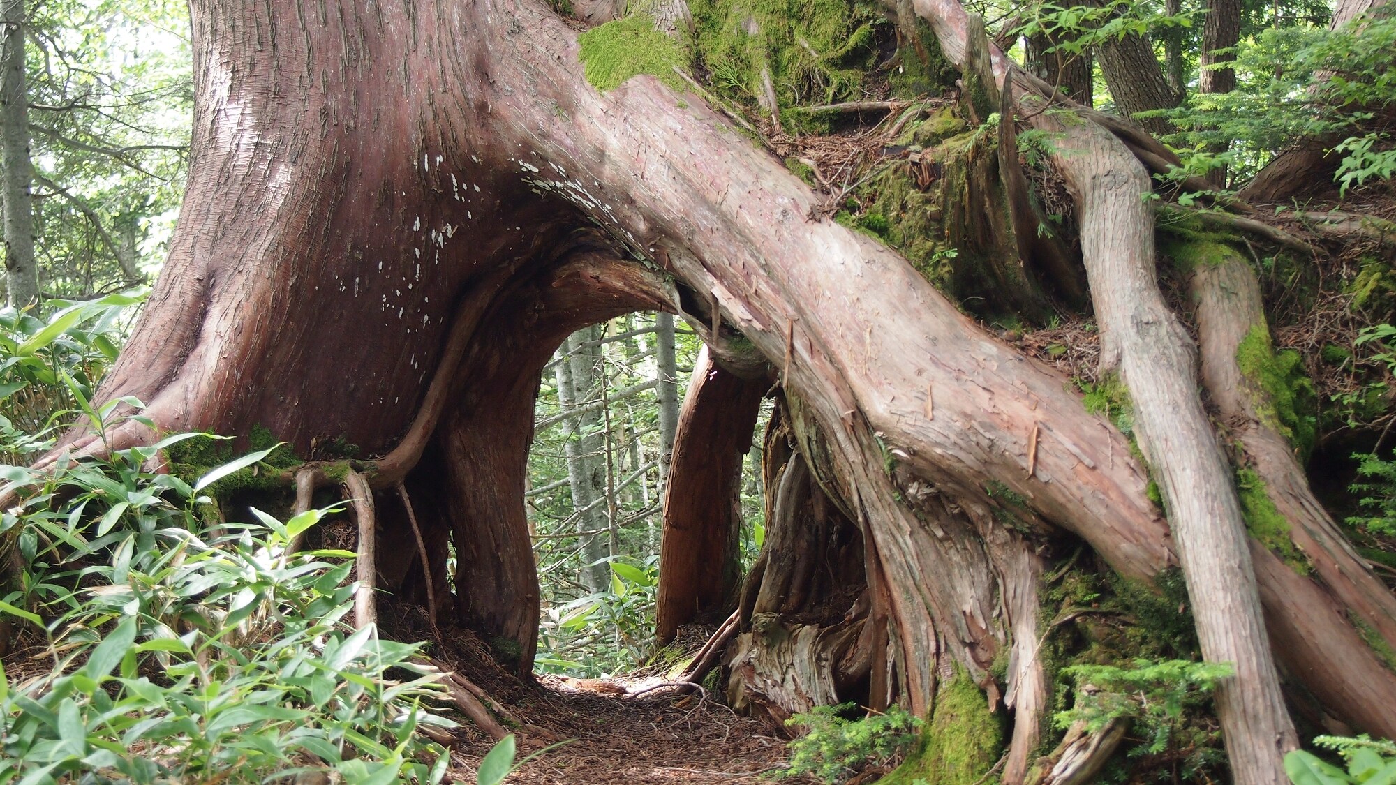 勾玉丘：神秘的自然景觀