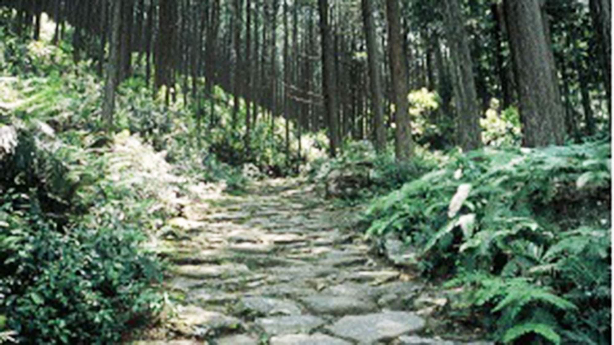 ・Enjoy the "Kumano Kodo Magose Pass", famous for its beautiful stone pavement