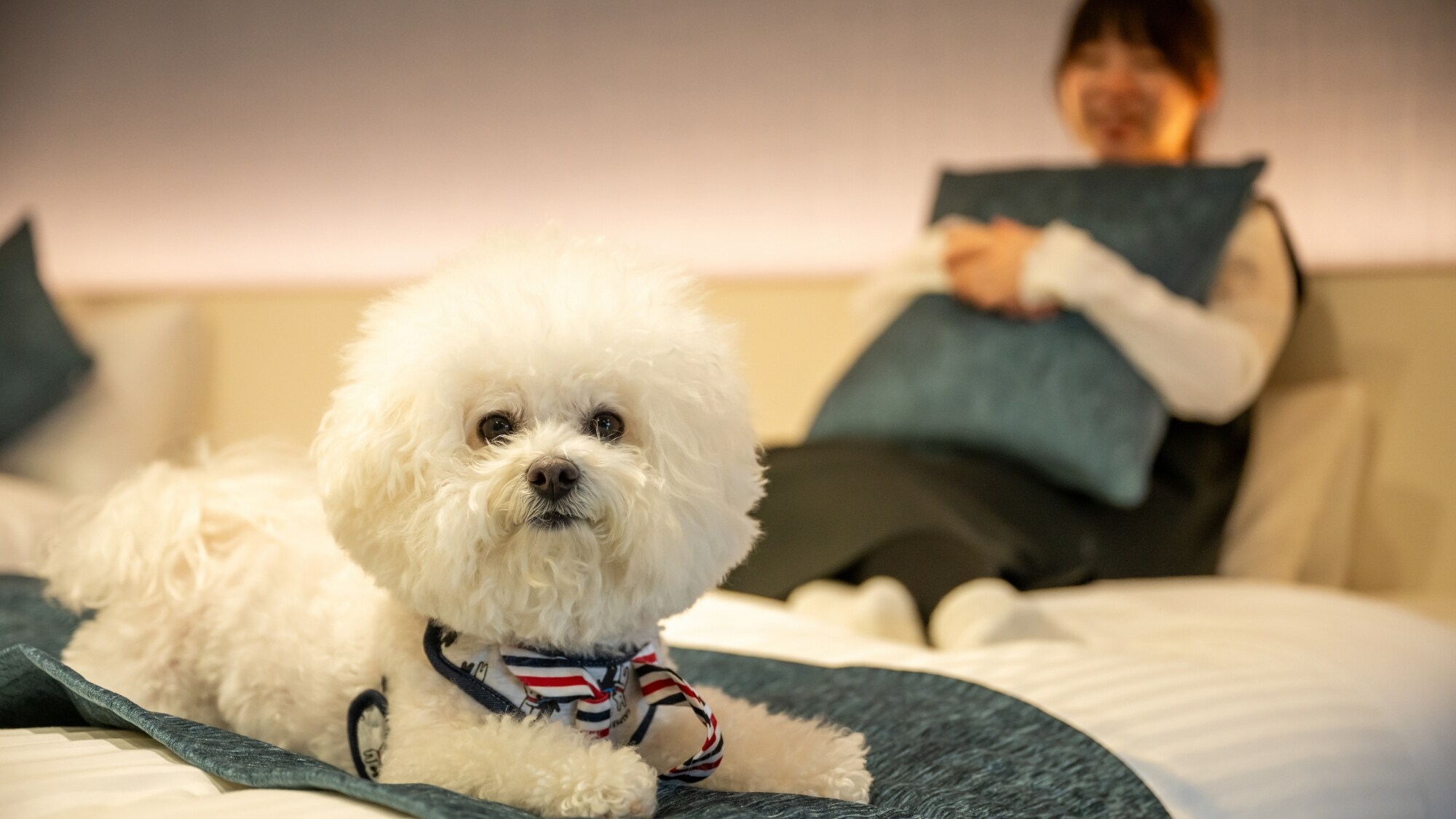 It's okay if your dog climbs onto the bed. Come and relax together on the fluffy bed.