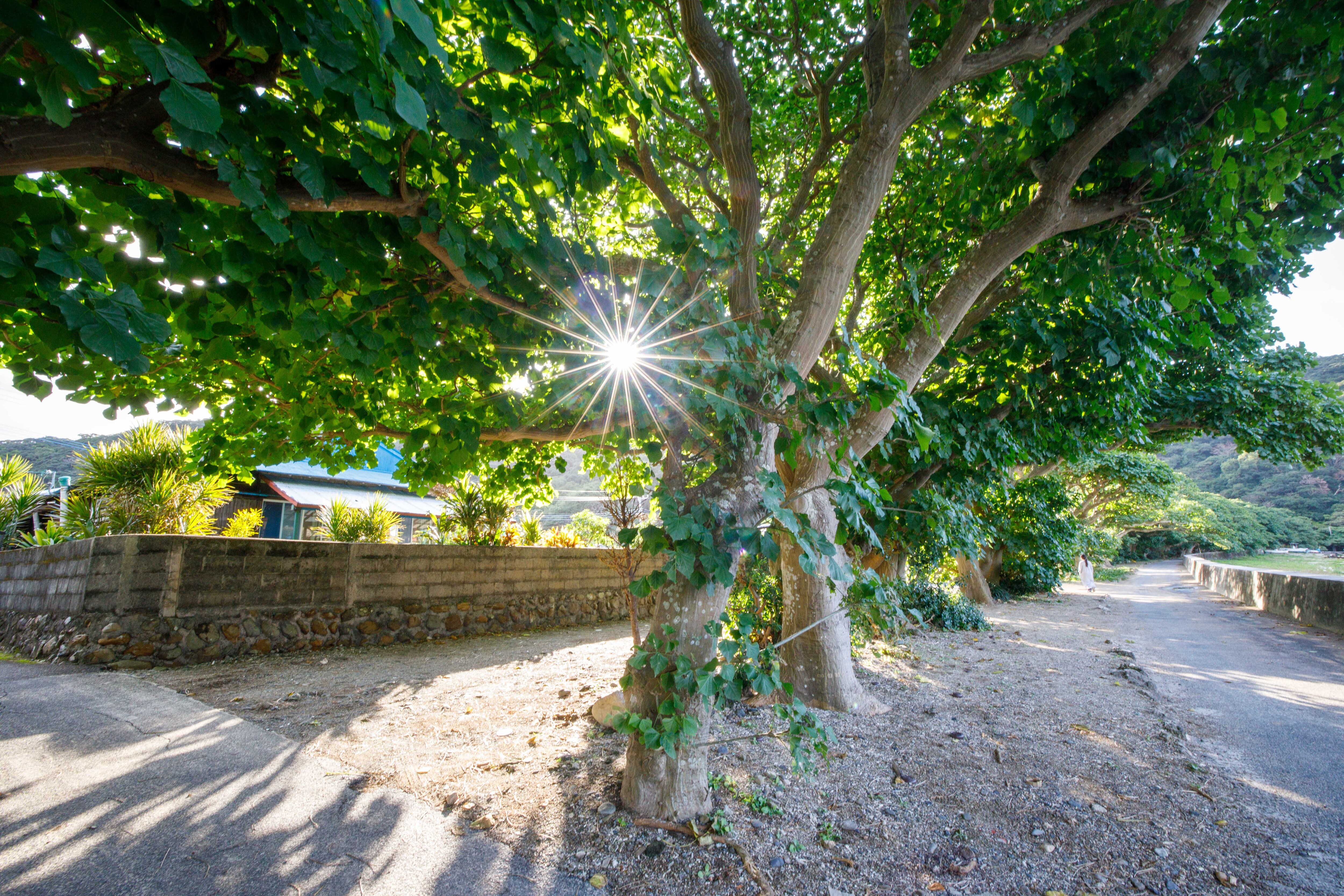 <Lily's house> Surrounding scenery