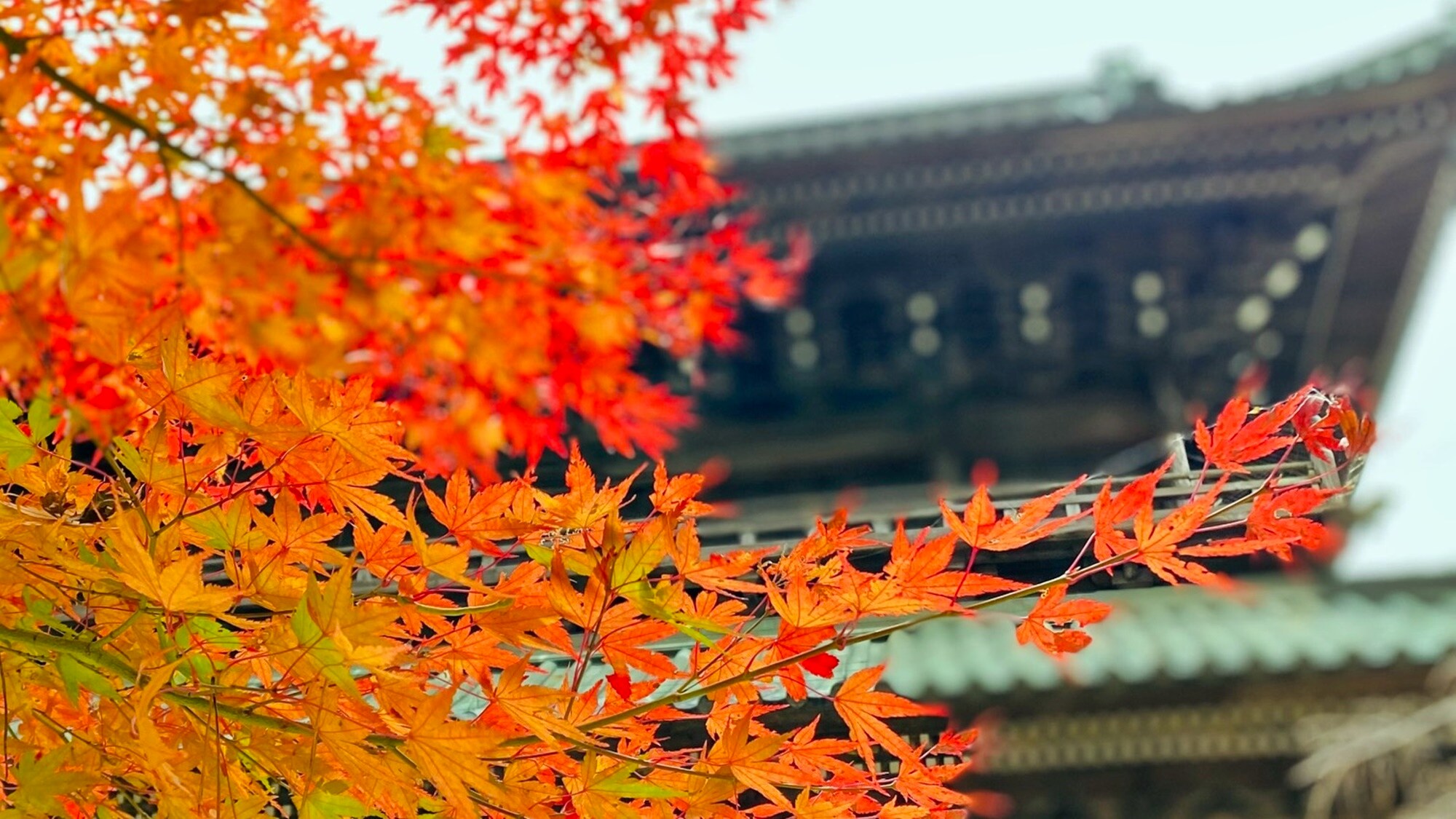 *【계절의 이미지/11월의 단풍】삼문 주변은 예쁜 단풍 명소입니다