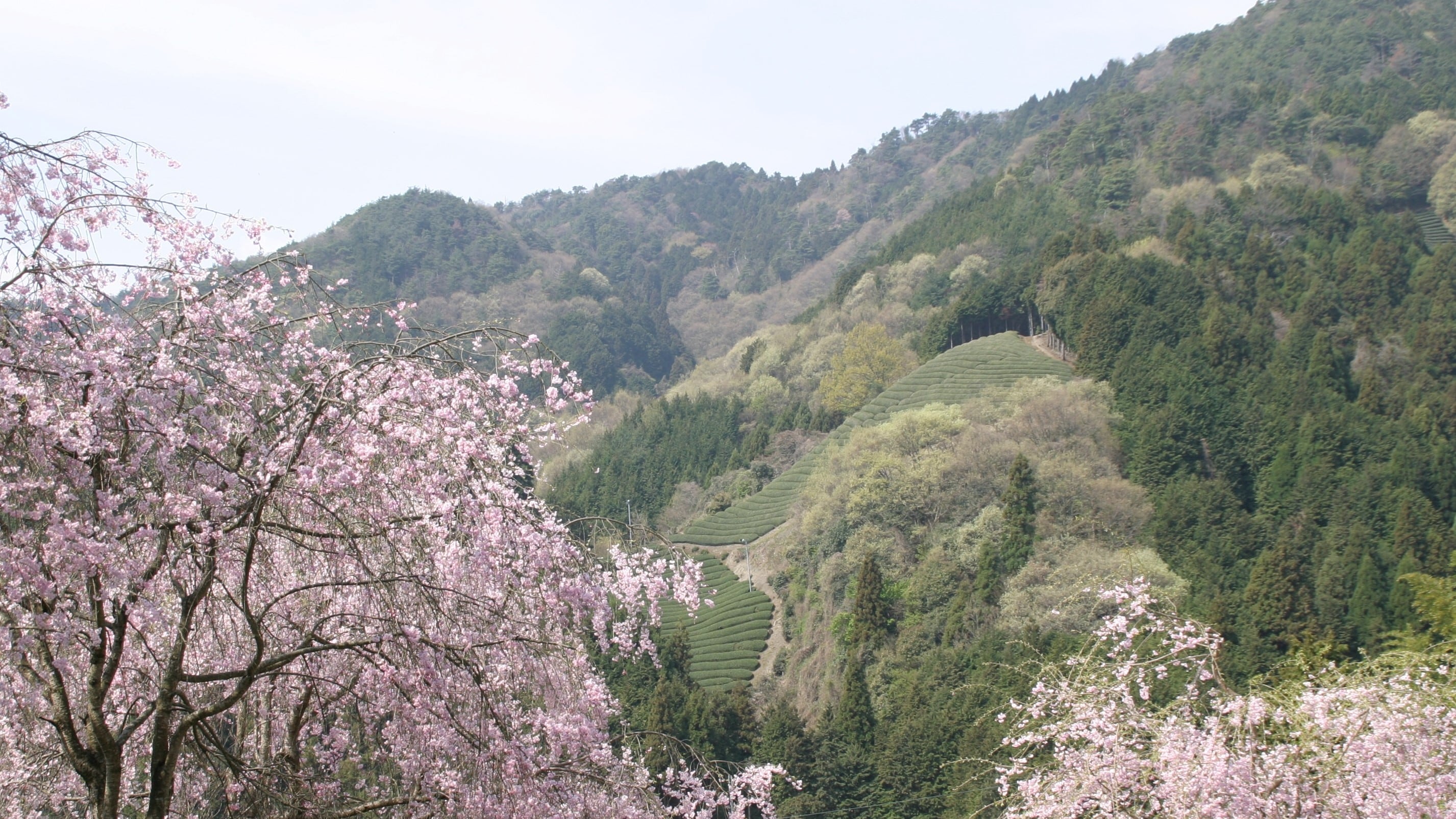 Wazuka scenery spring