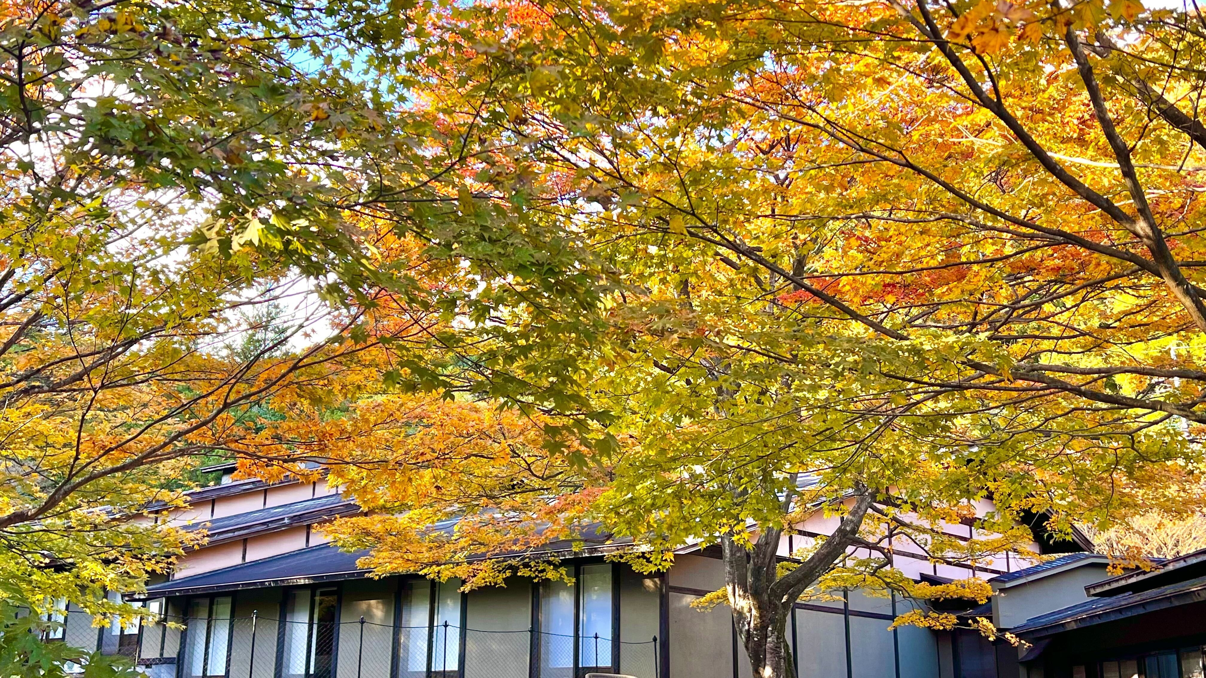 Garden during autumn foliage season