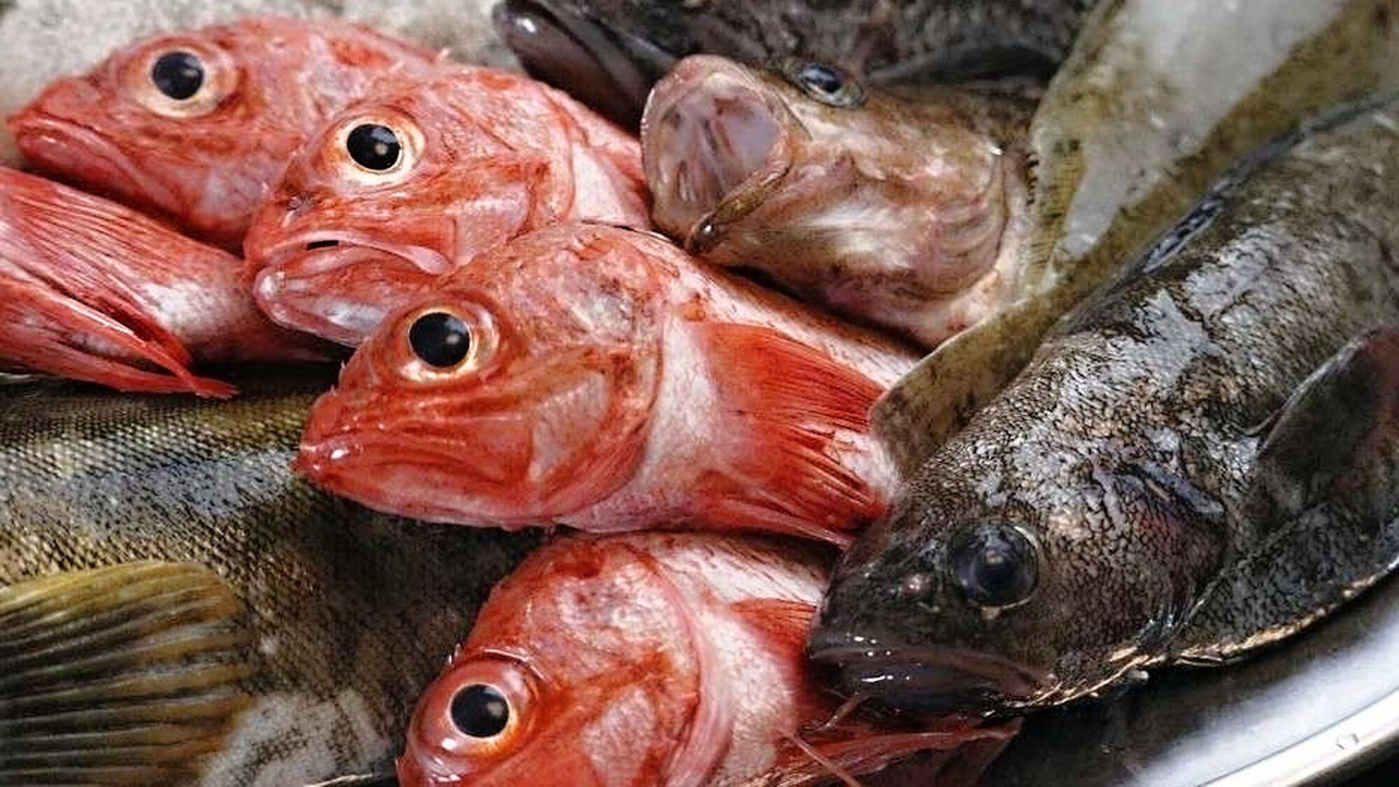 We prepare the freshest fish.