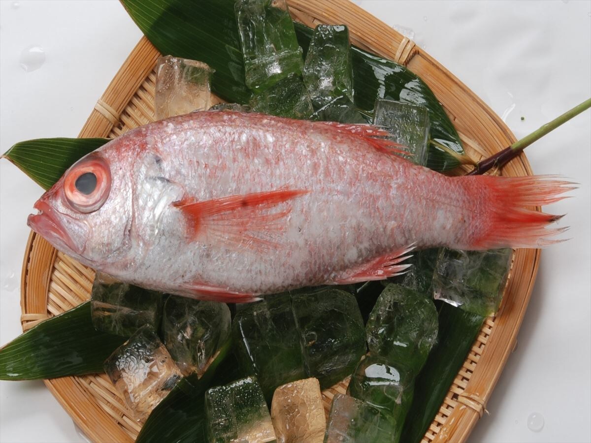 Fresh rosy seabass
