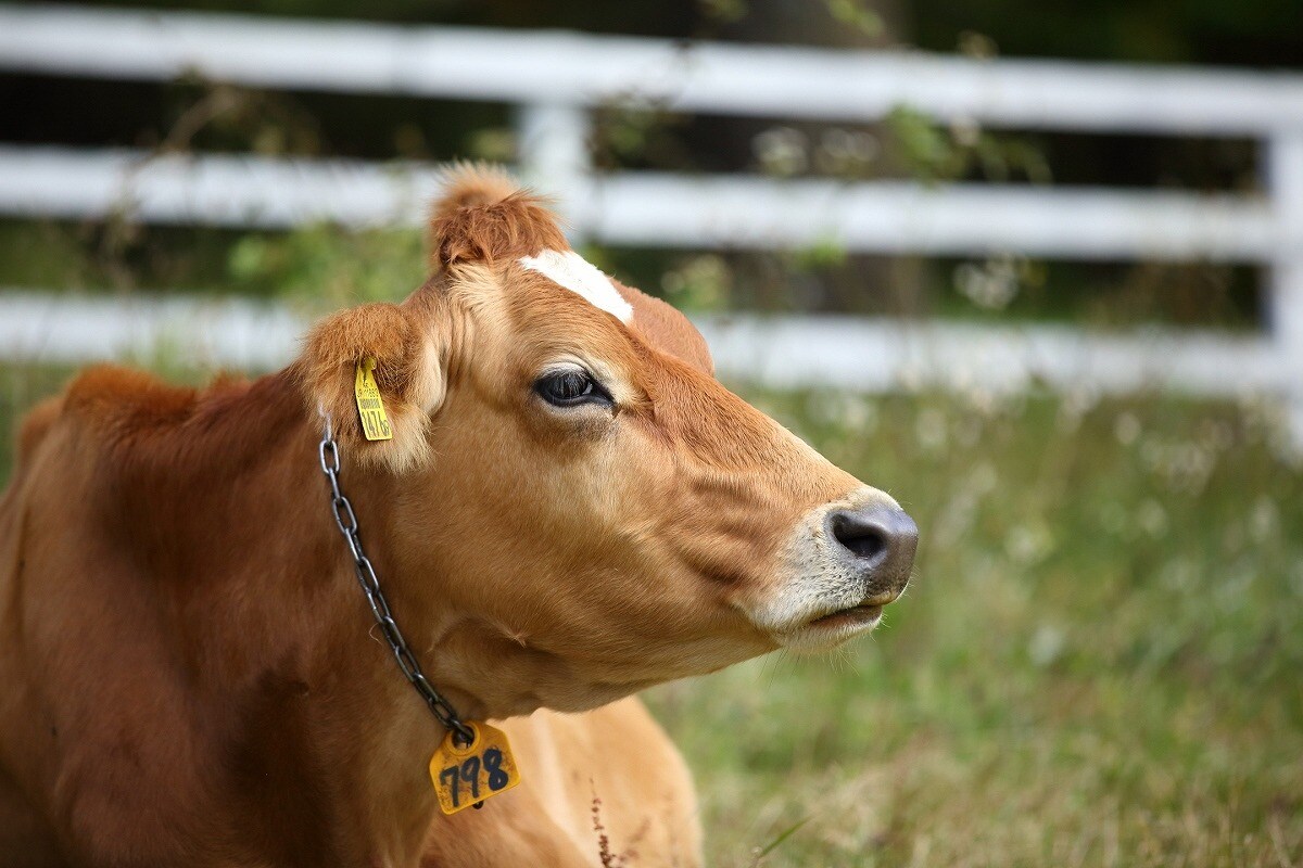 ＊Jersey cows are always waiting for you♪