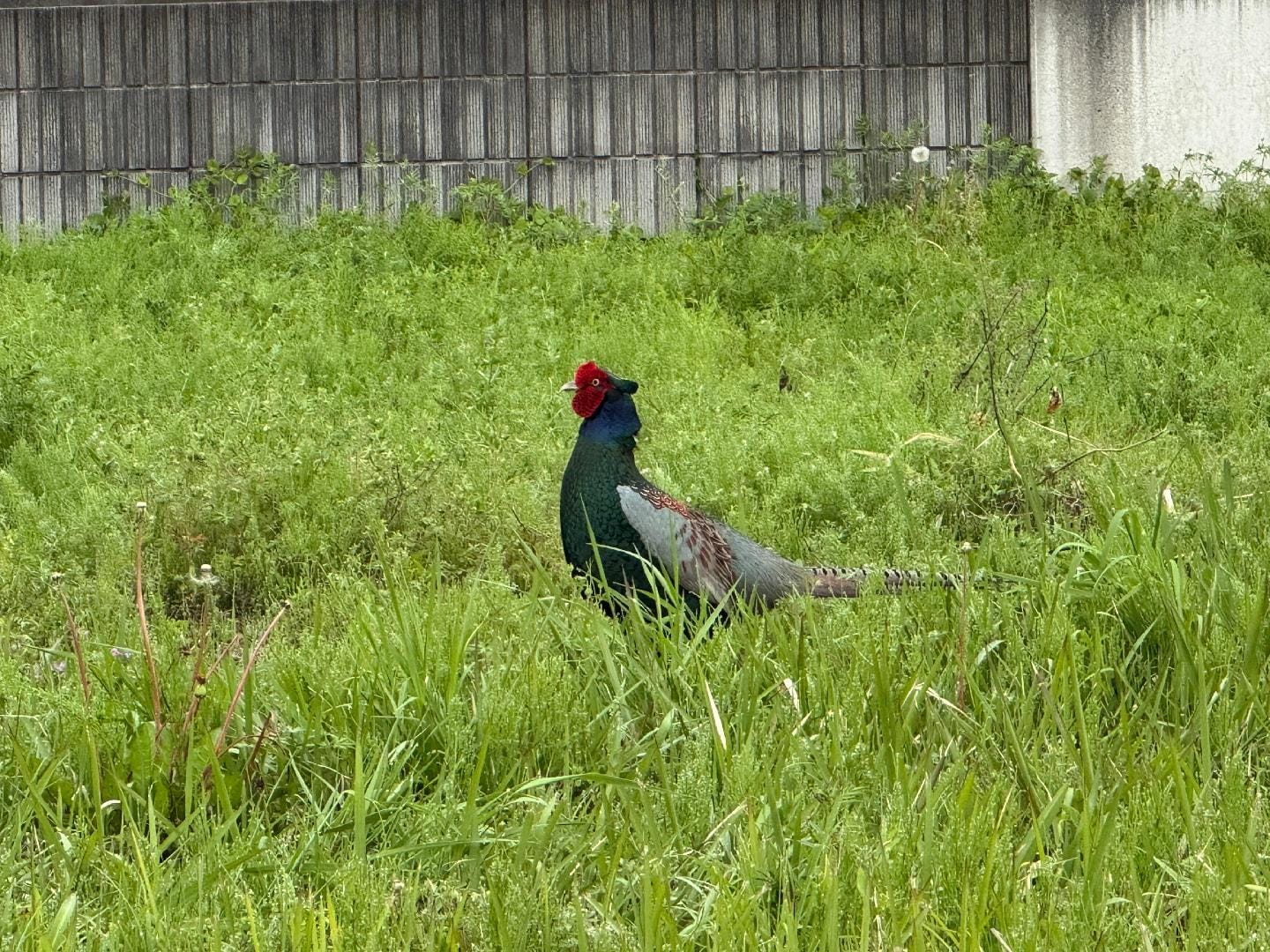 IMG_0204.JPG