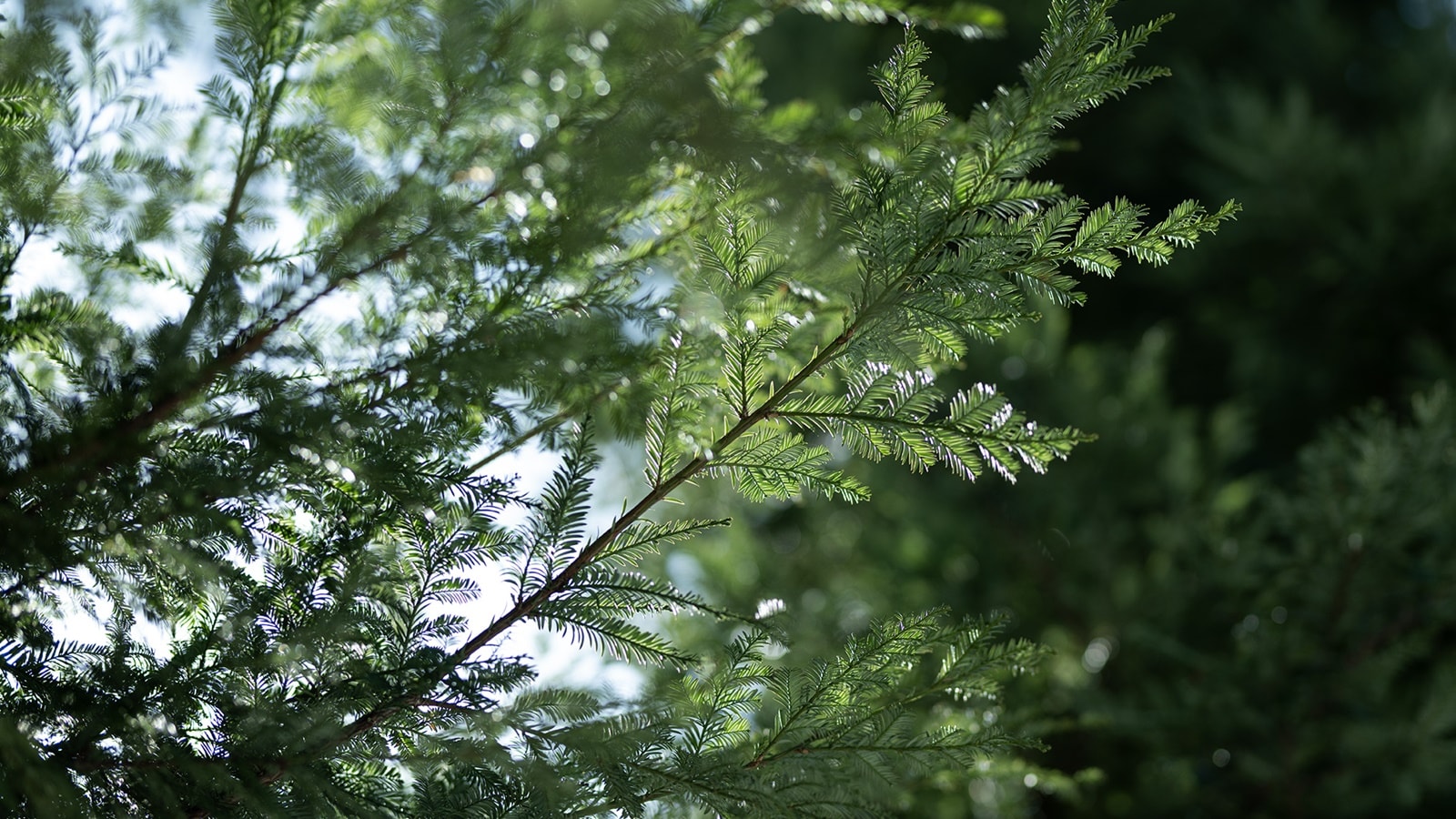 *[Garden example] You can enjoy the entire life cycle of plants, from budding to withering.