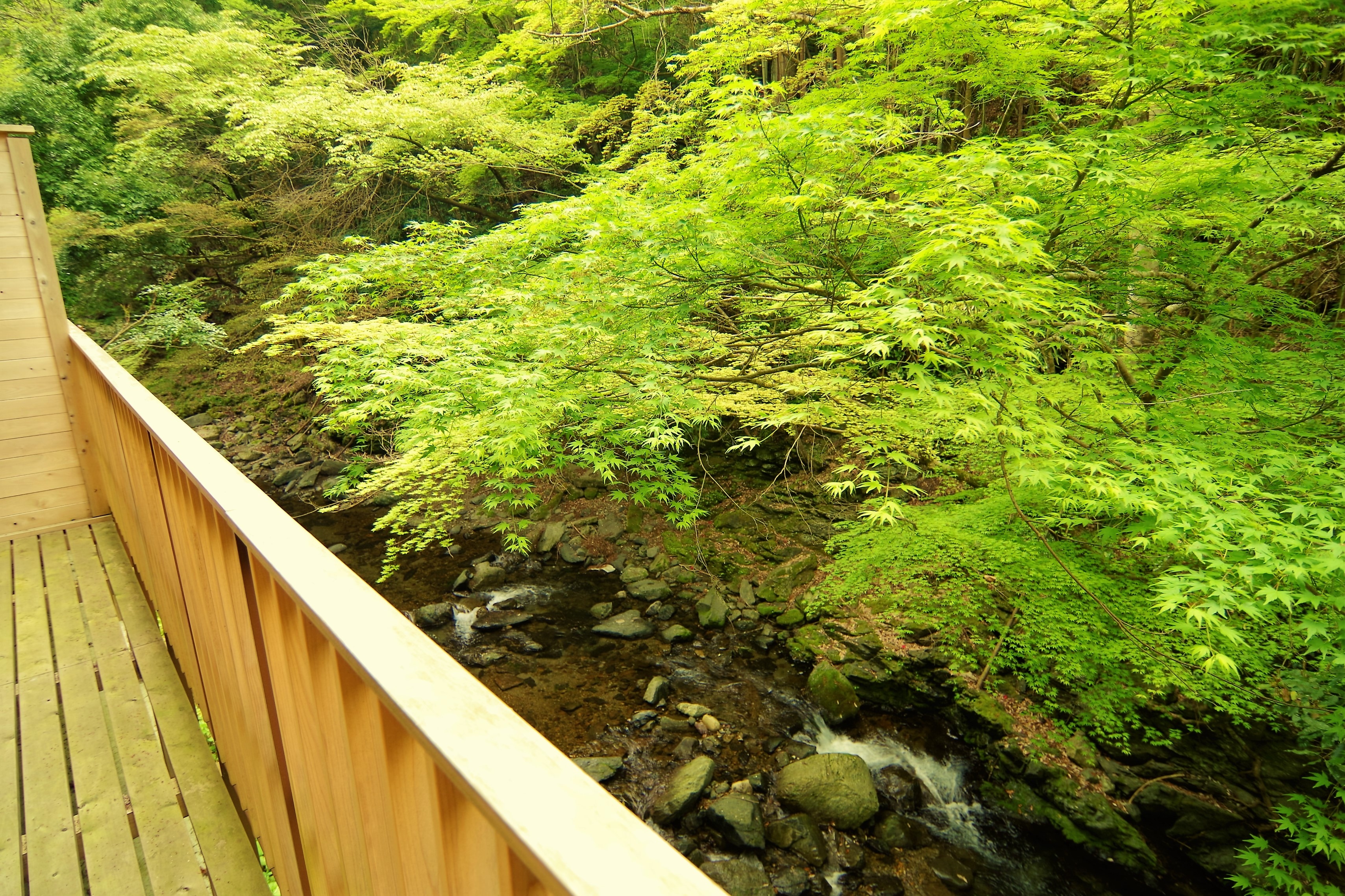 Fresh green riverbed deck