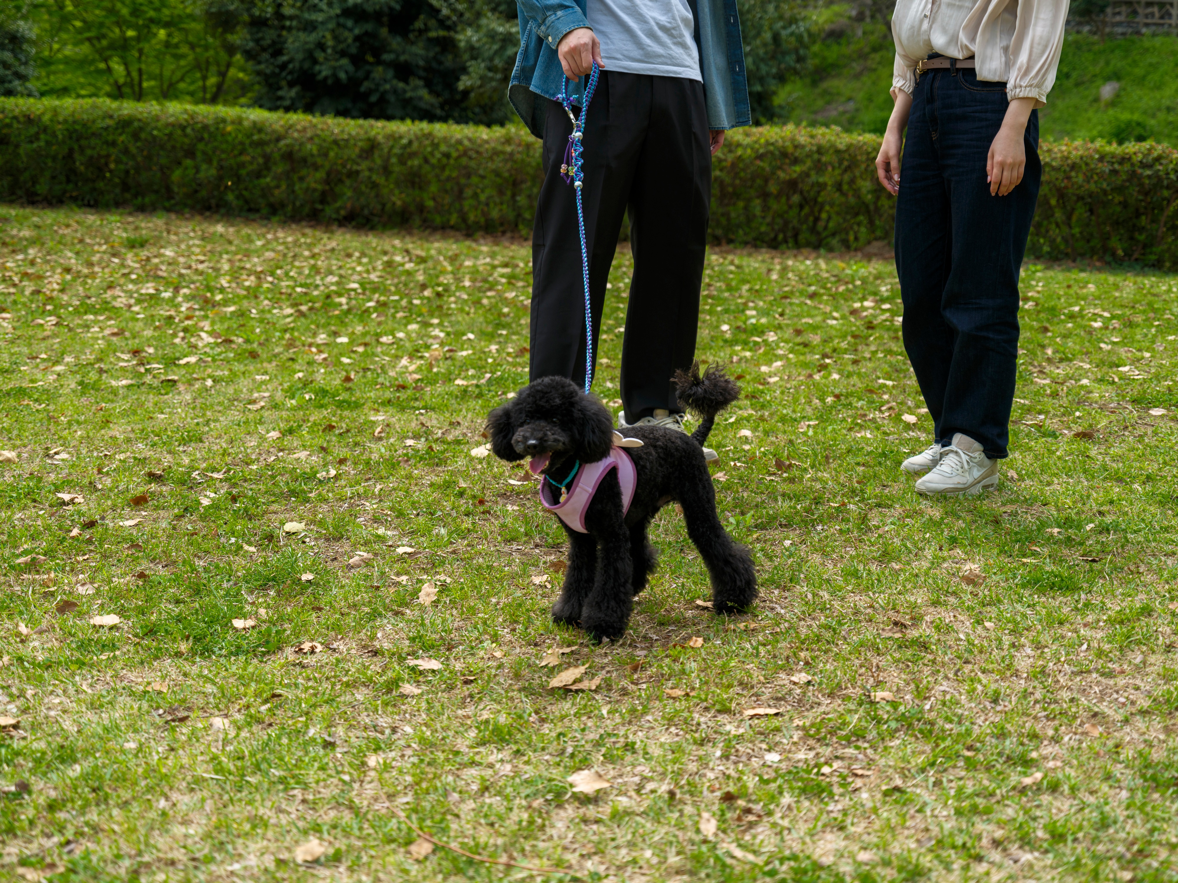 개 친절한 방