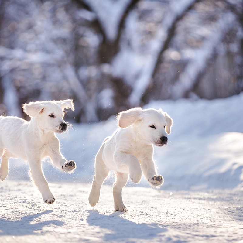 Dogs playing in the snow in winter