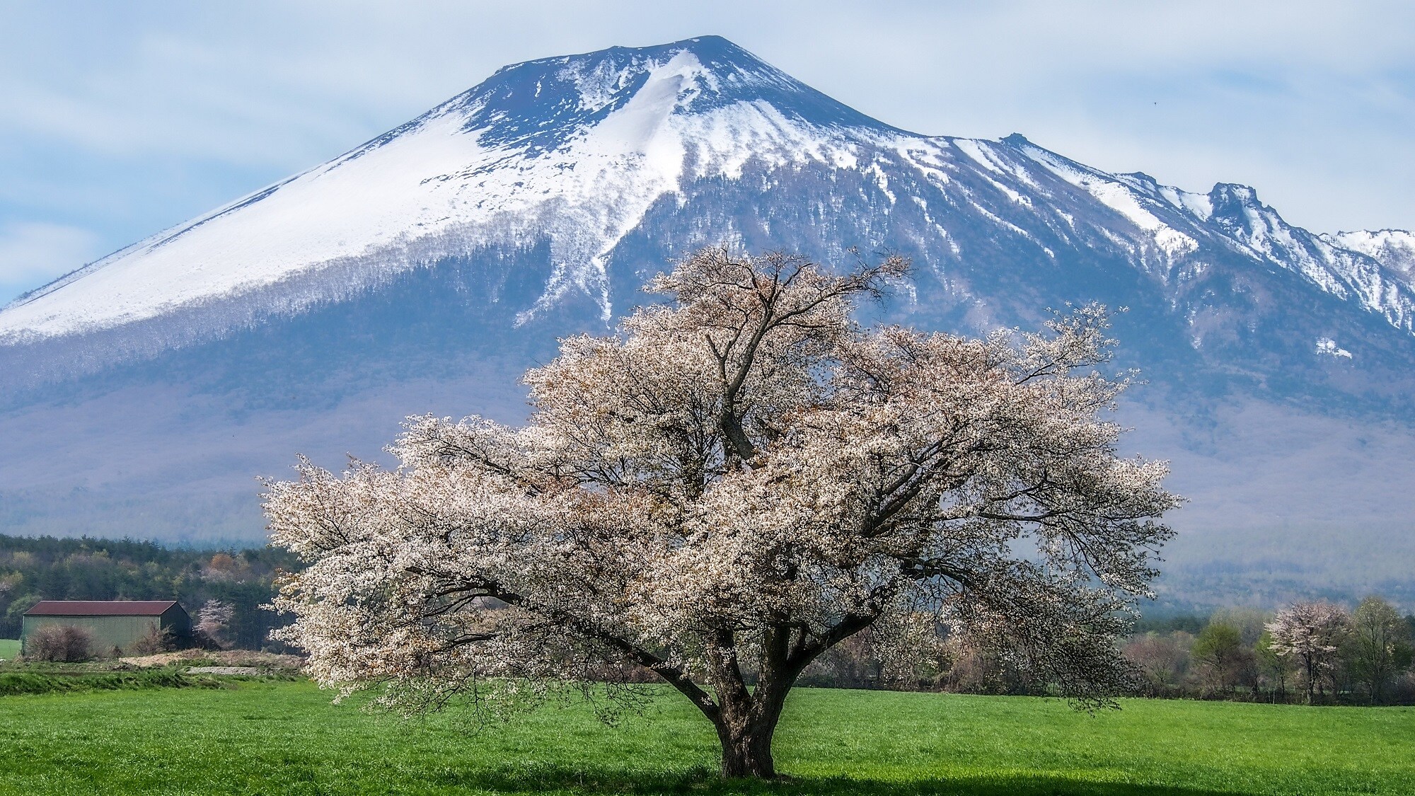 A single cherry tree at Kamibo Makino