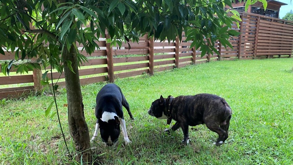 Glamping with your dog
