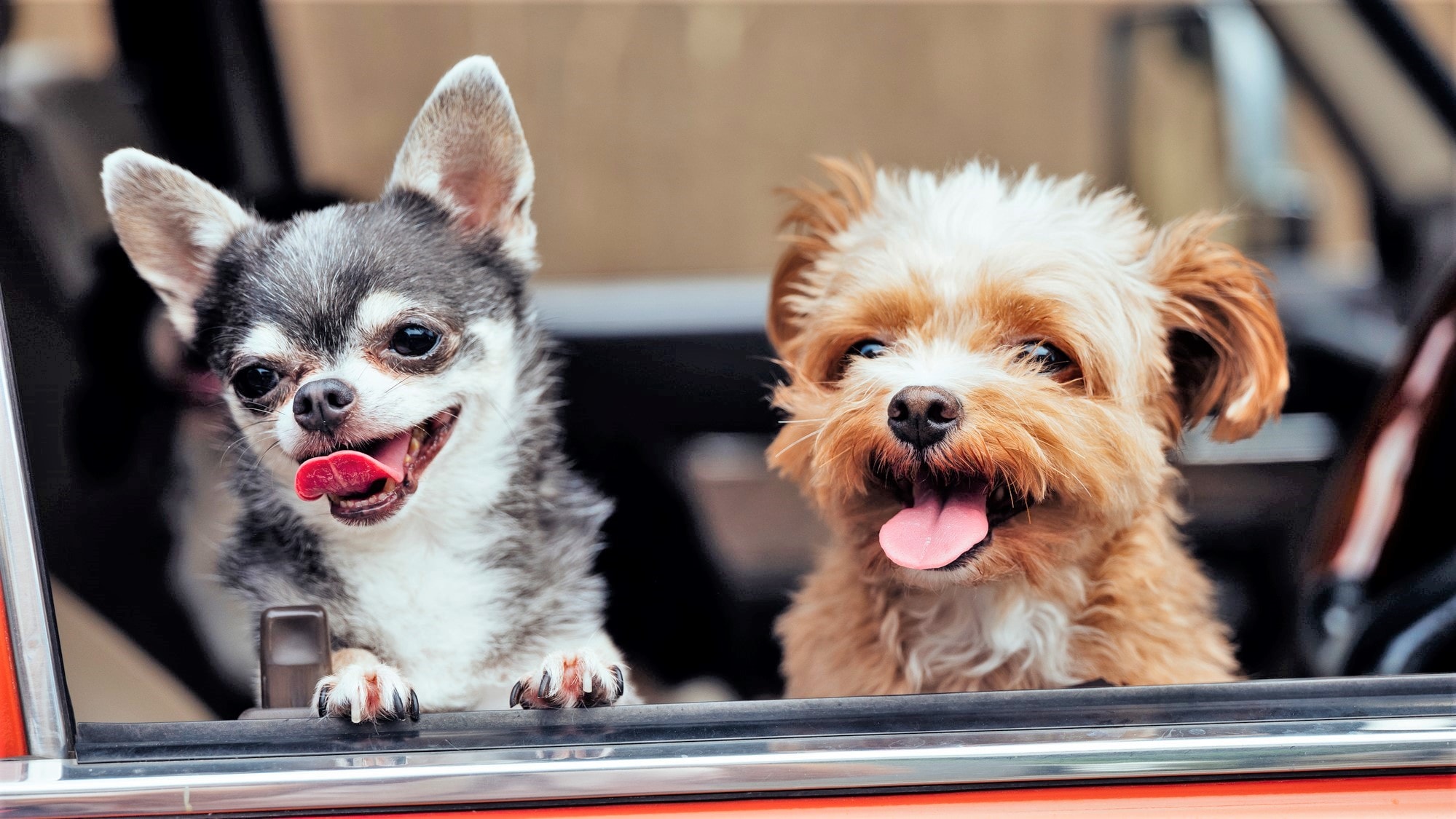 Also recommended for traveling with dogs