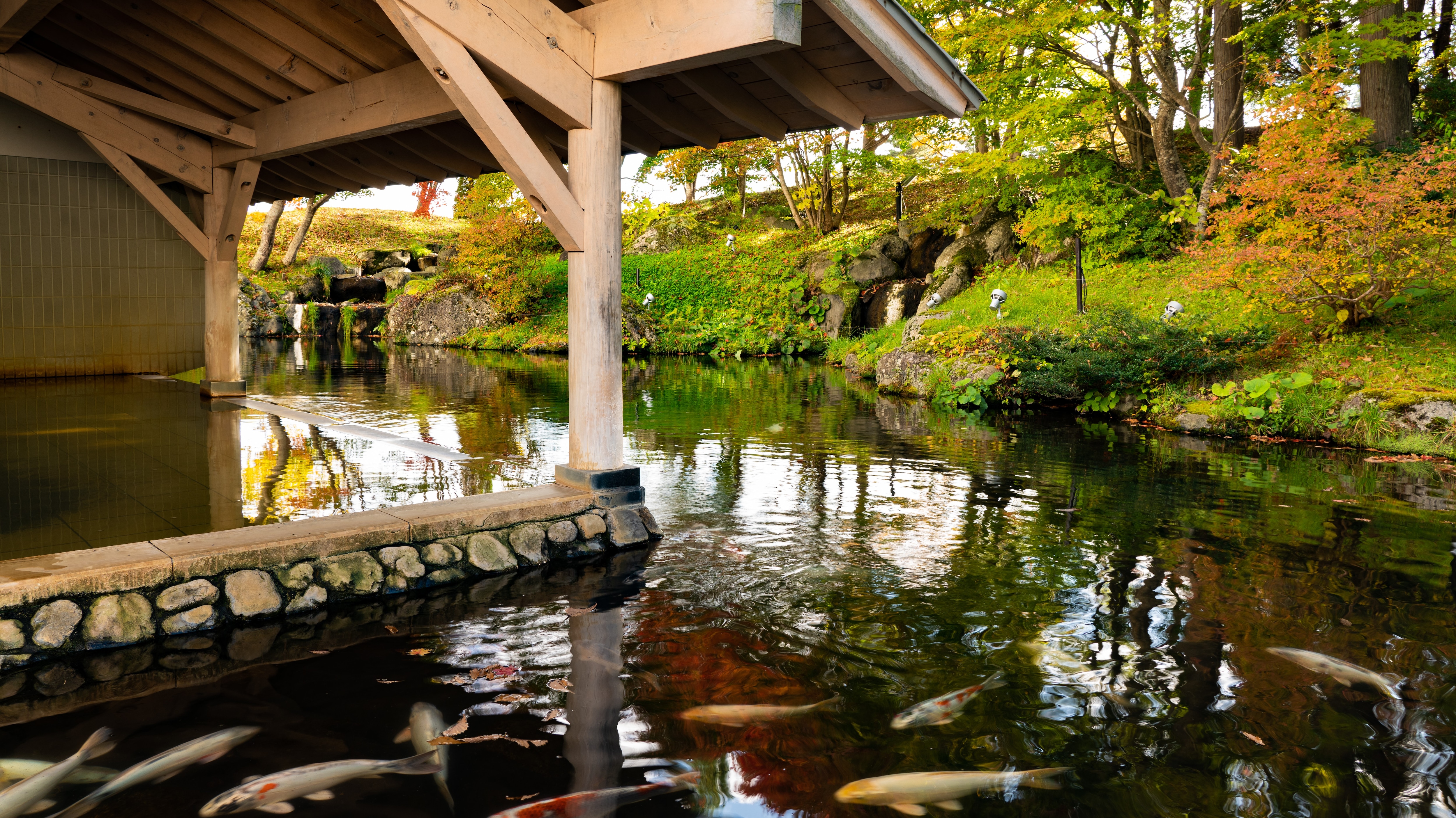【시즈쿠이시 타카쿠라 온천(가을)】 바로 옆에는 잉어가 헤엄치는 연못이 있습니다.