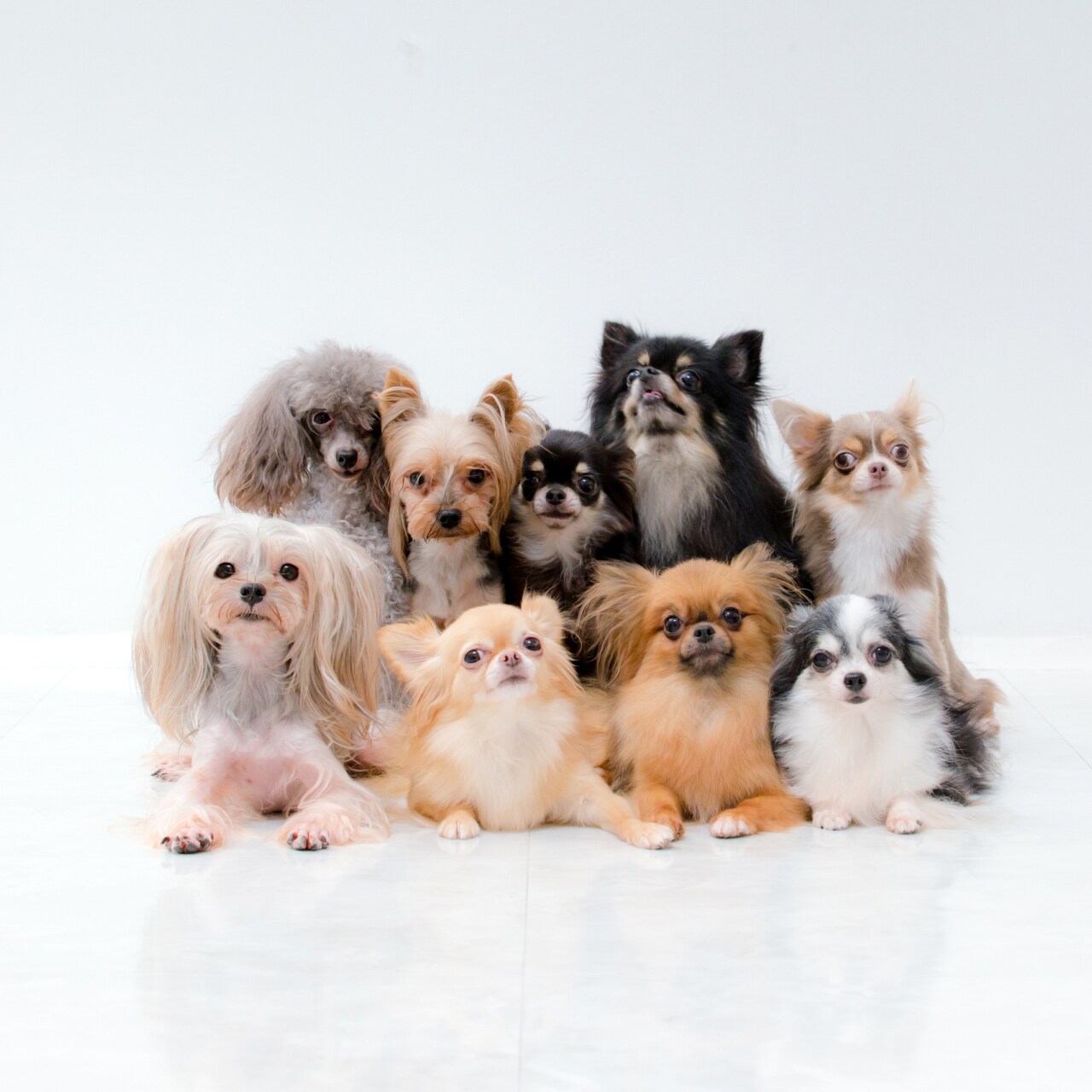 Gambar anjing kecil