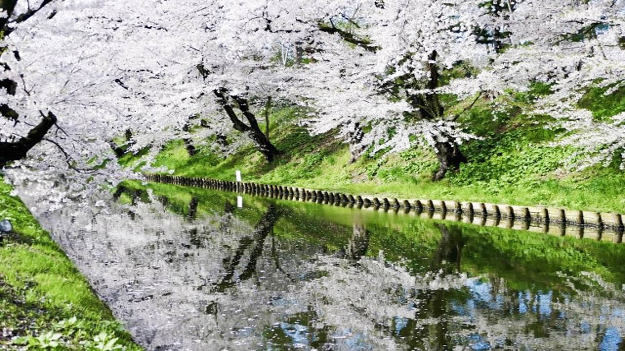 *弘前樱花节/白天的樱花树