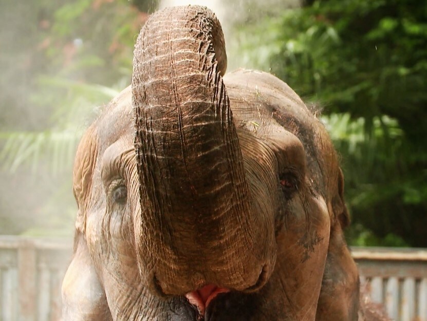 Plan with admission ticket to Utsunomiya Zoo