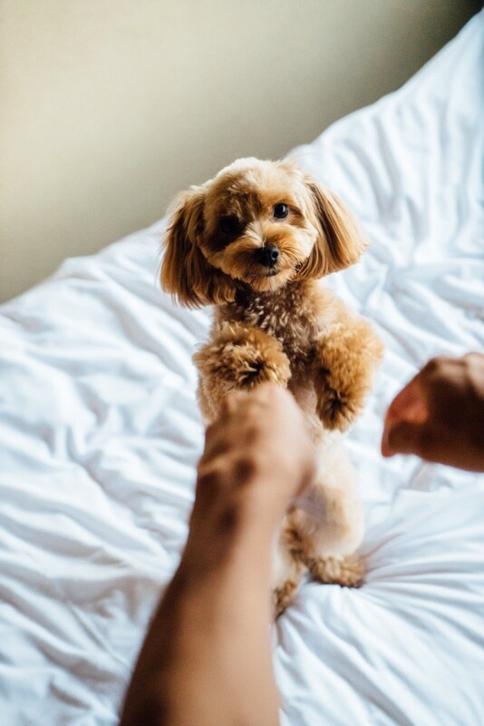 Pets welcome