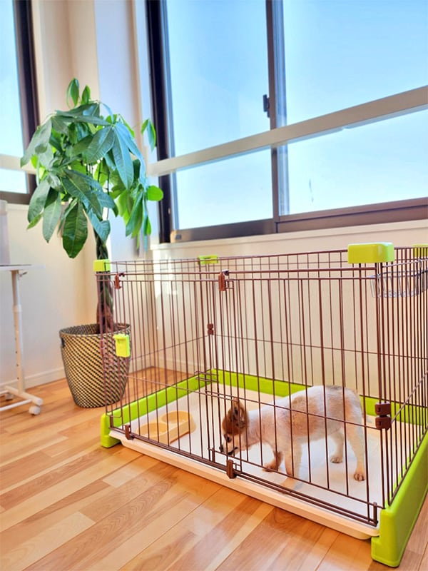 Pet cage