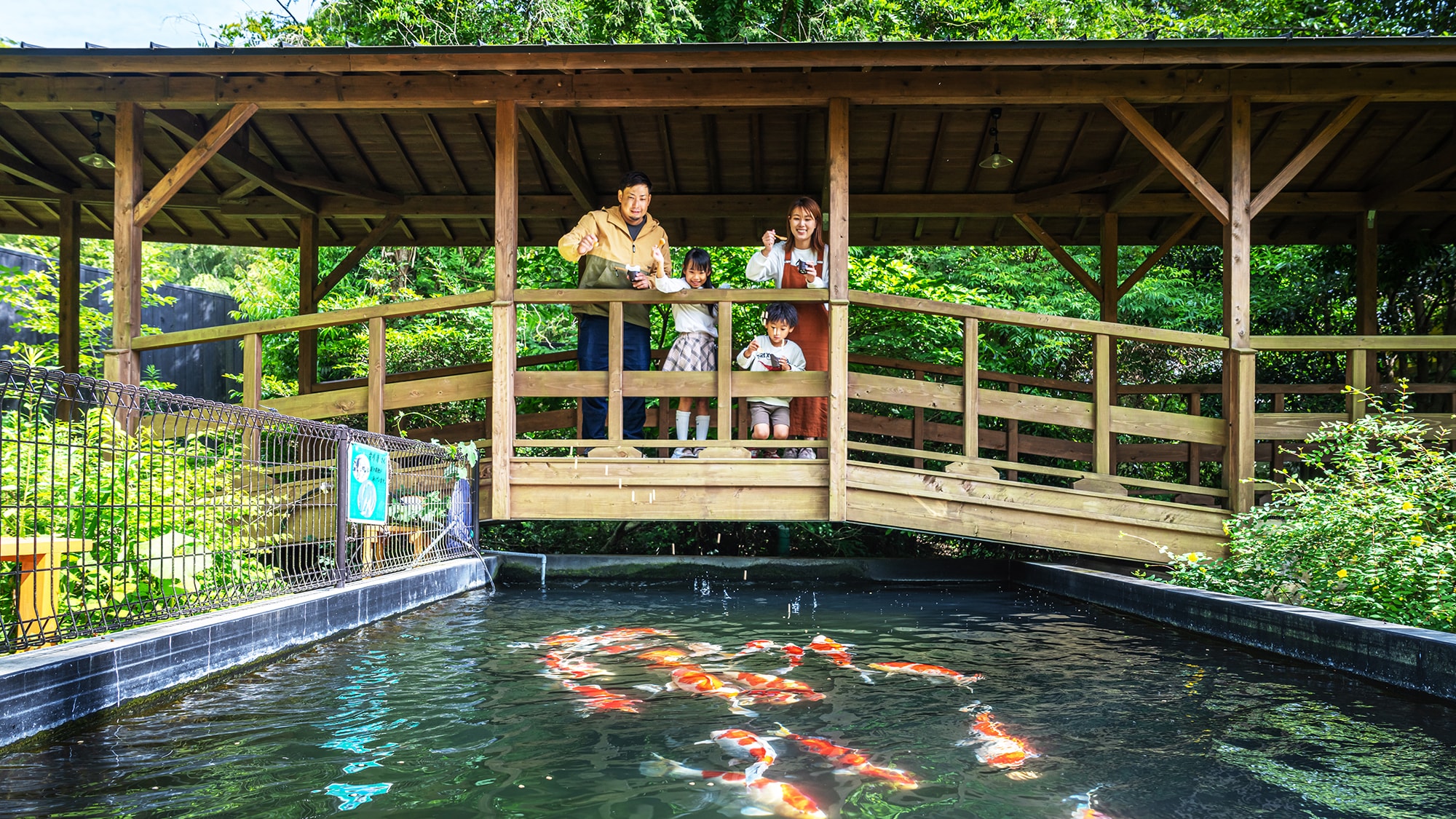 [Nishikigoi] On the way from the main house to the guest rooms, there is a pool of Nishikigoi. Please enjoy the Nishikigoi that were donated by singer Kiyoshi Maekawa.