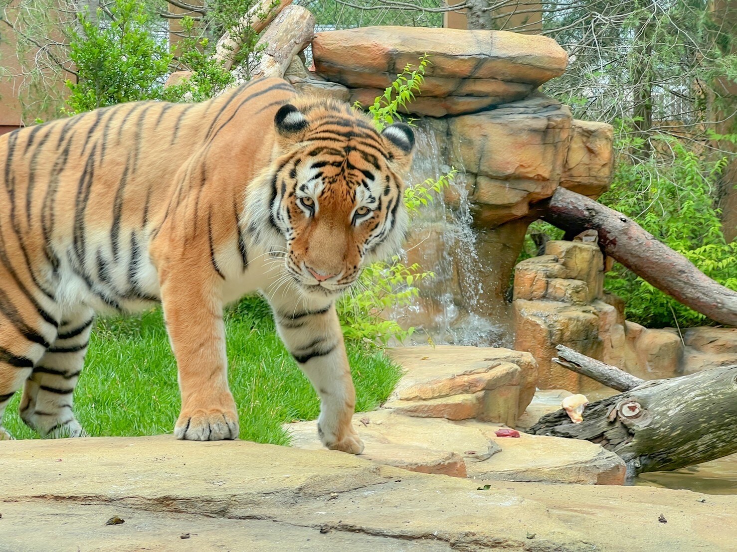 Amur tiger
