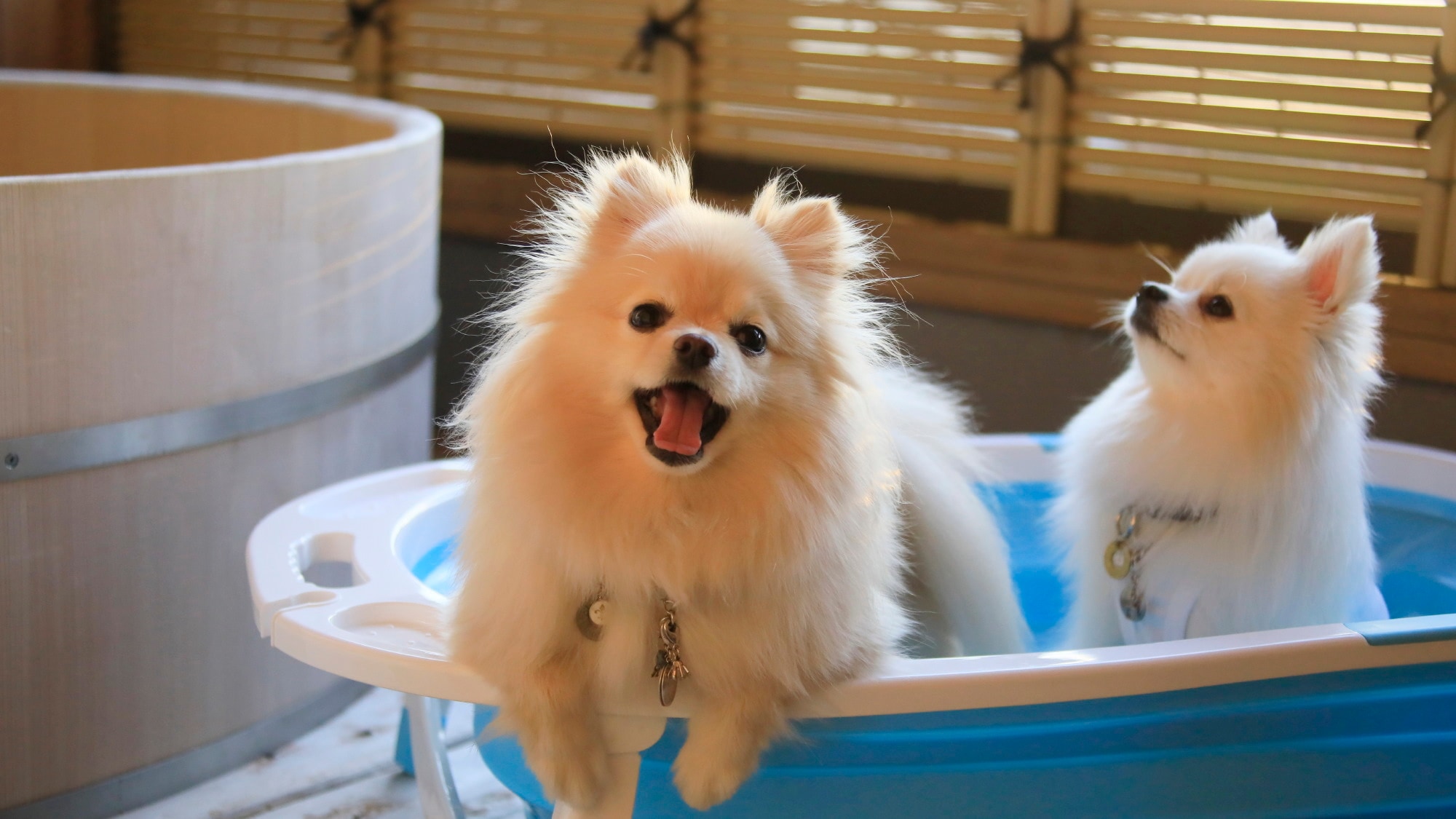 [Japanese-style room with open-air bath] We also have a bath for dogs (example)