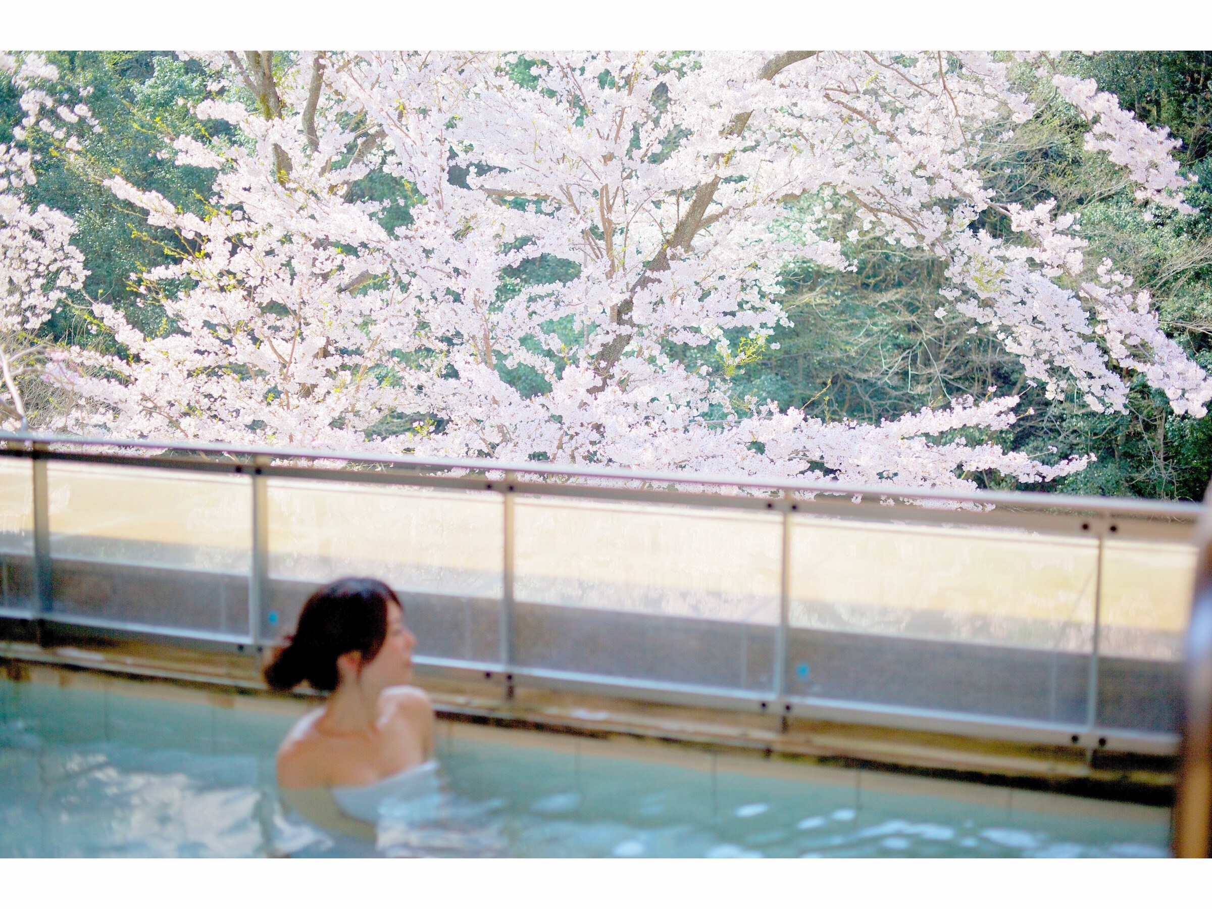 An open-air bath where you can enjoy the cherry blossom scenery right in front of you