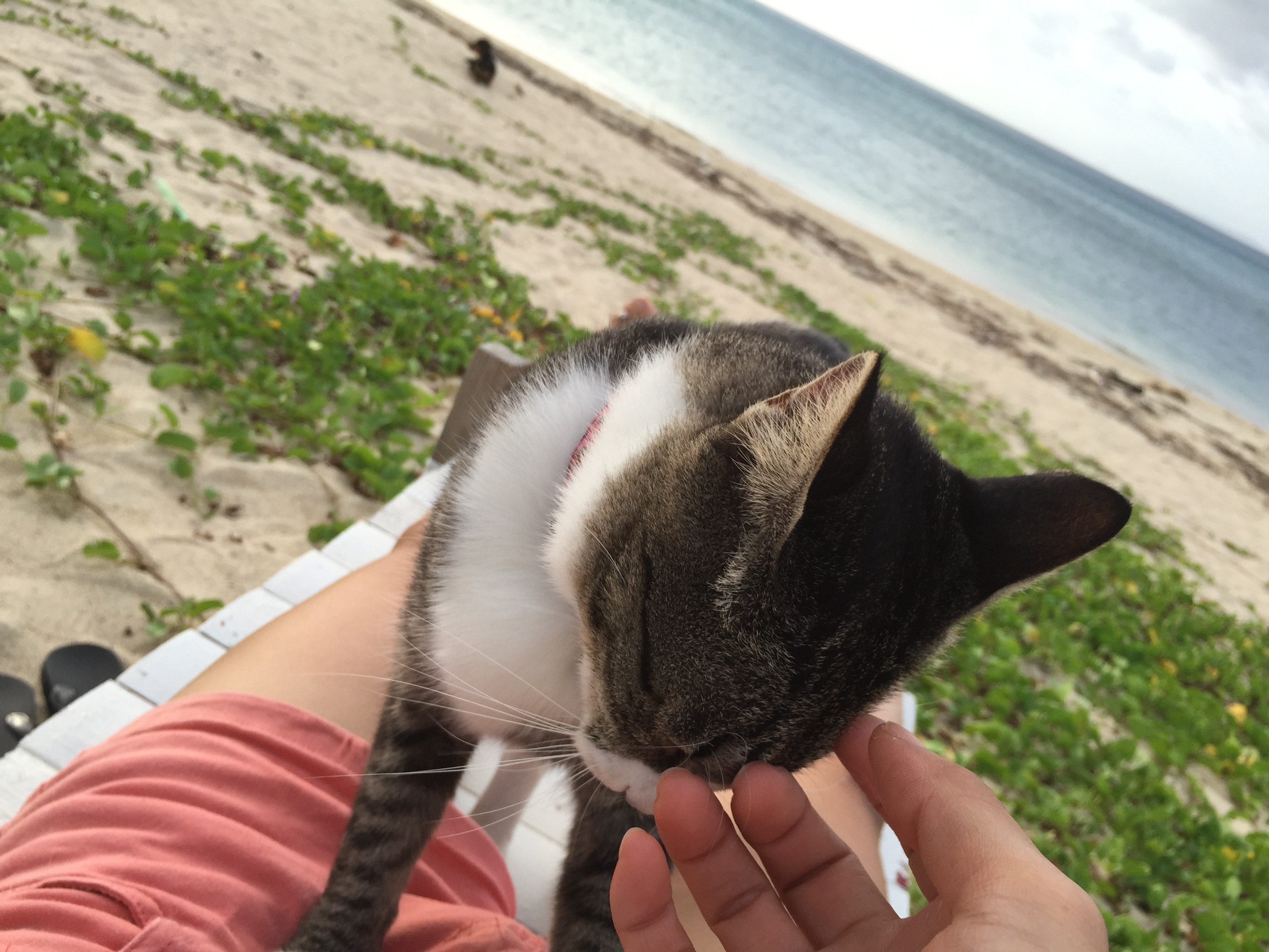 Even cats love the sea!