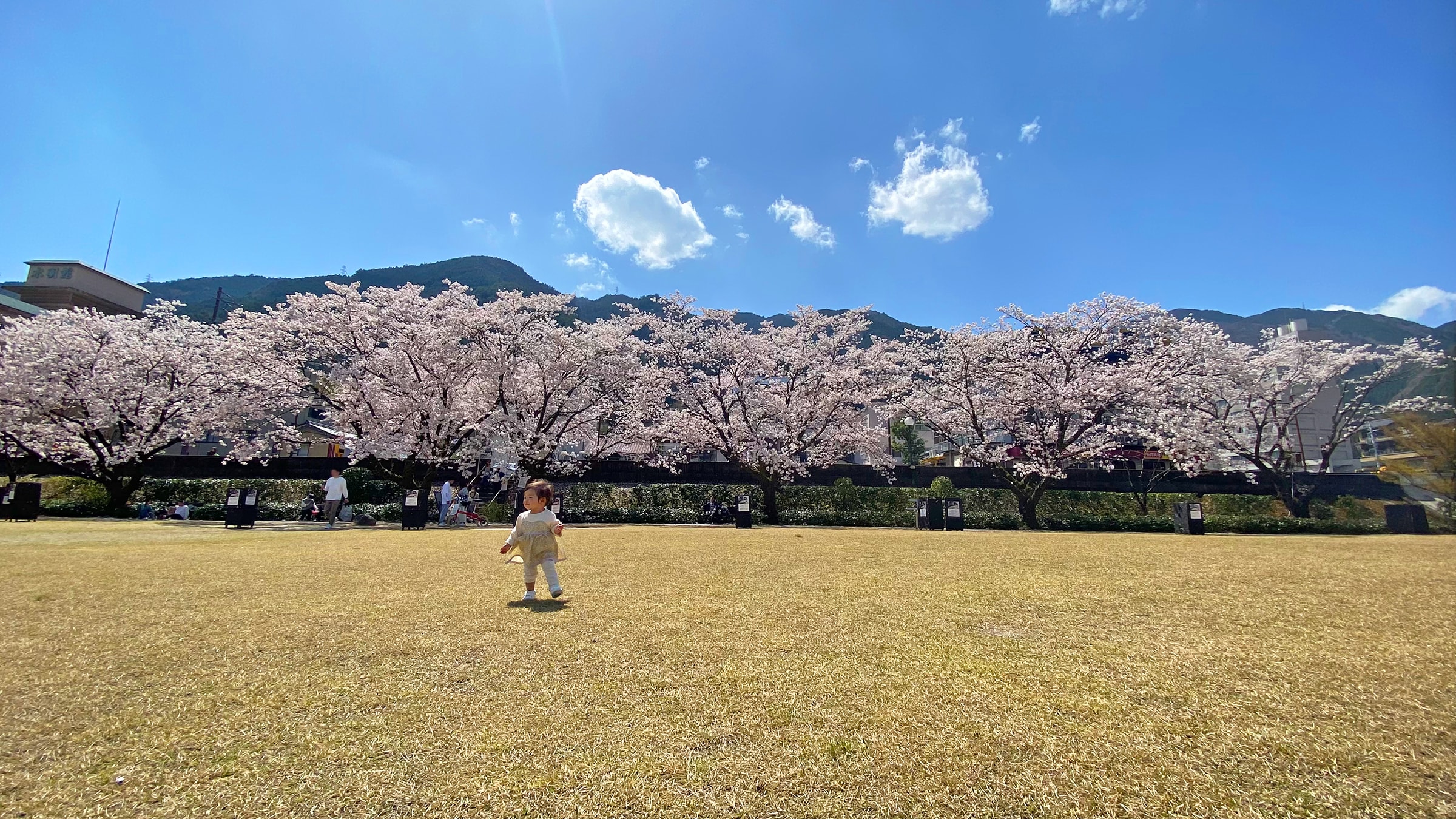 [Other] Cherry blossoms in the surrounding Shirasagi Ryokuchi Park